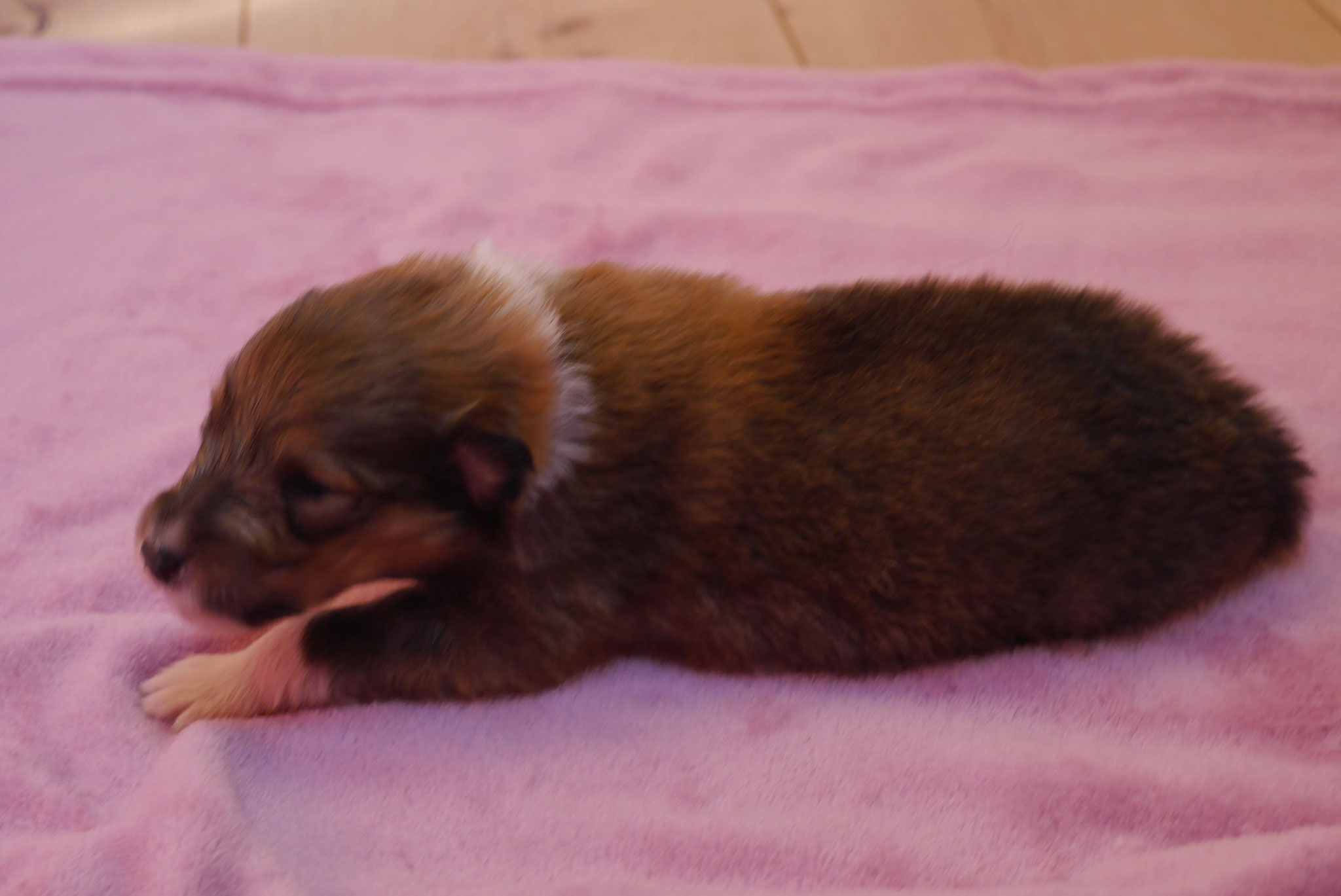 Kiara mit 2 Wochen 