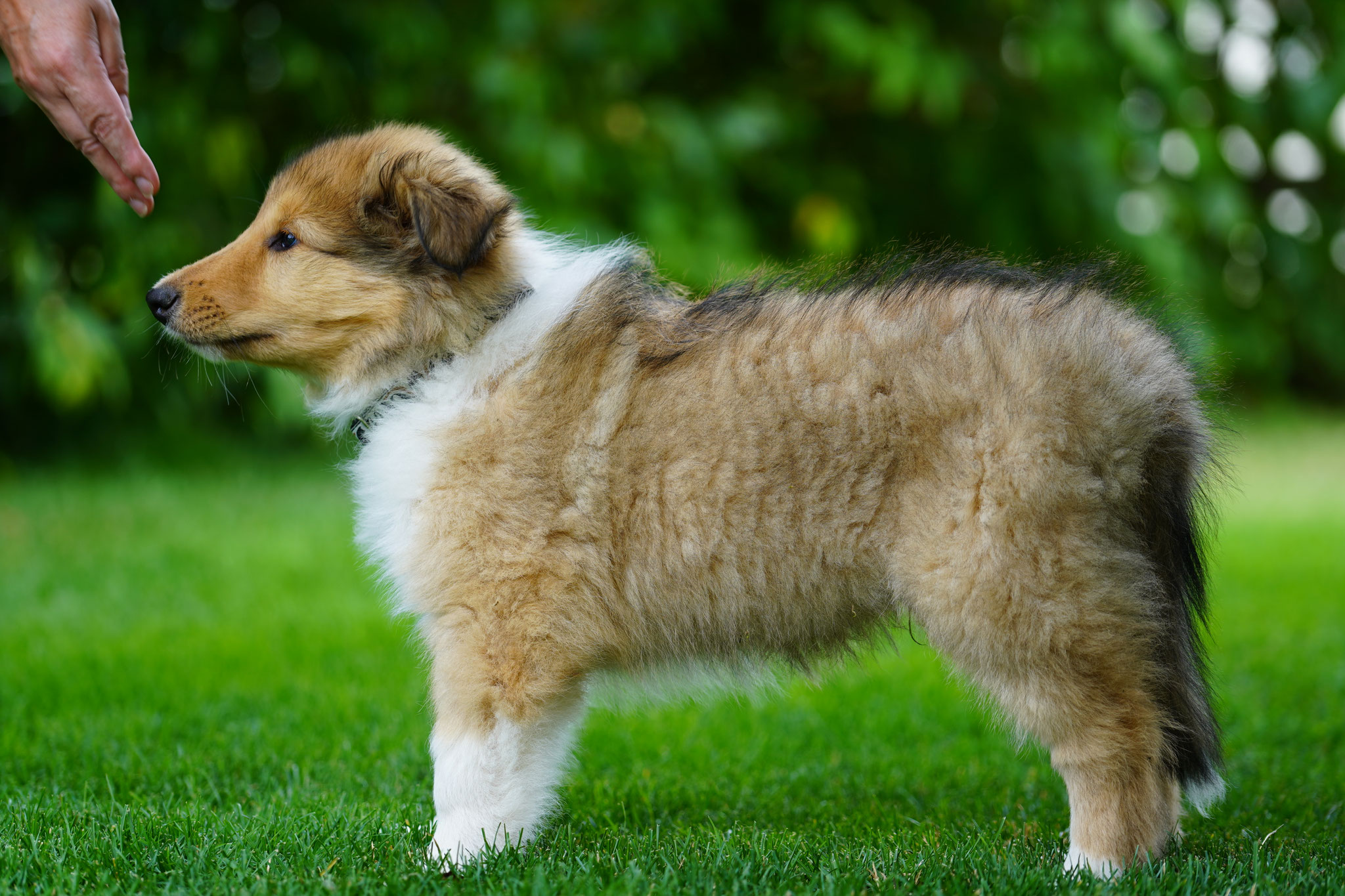 Odie mit 9 Wochen 