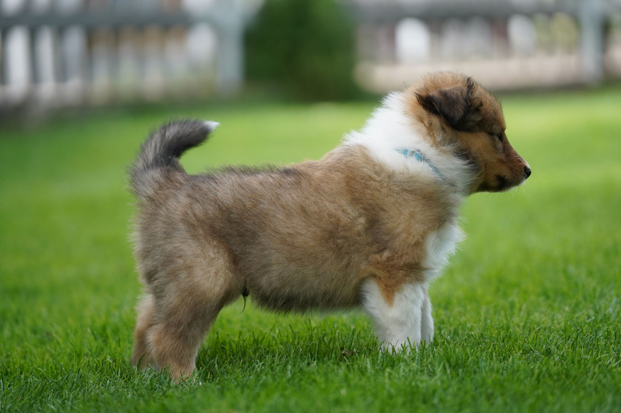 Odie mit 6 Wochen 