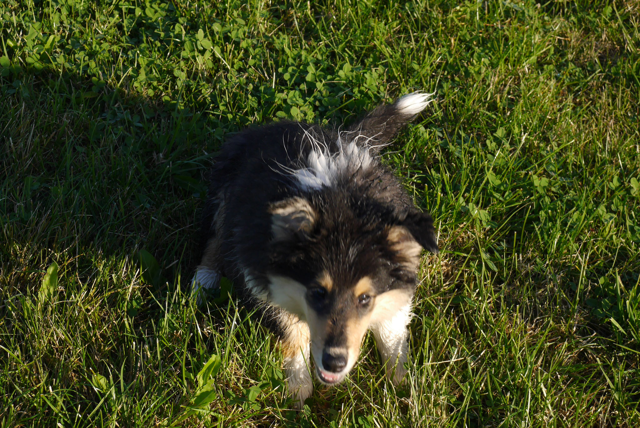 Bessy mit 16 Wochen