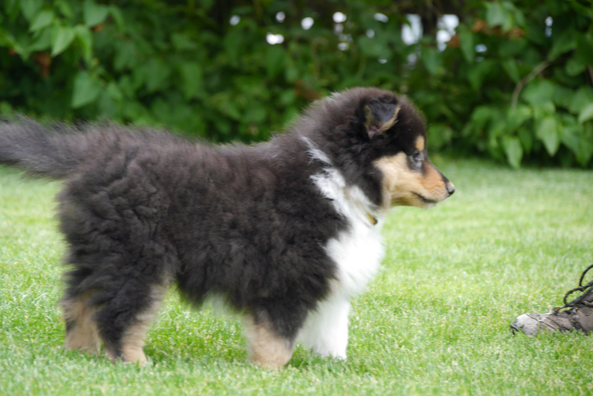 Nelly mit 8 Wochen 