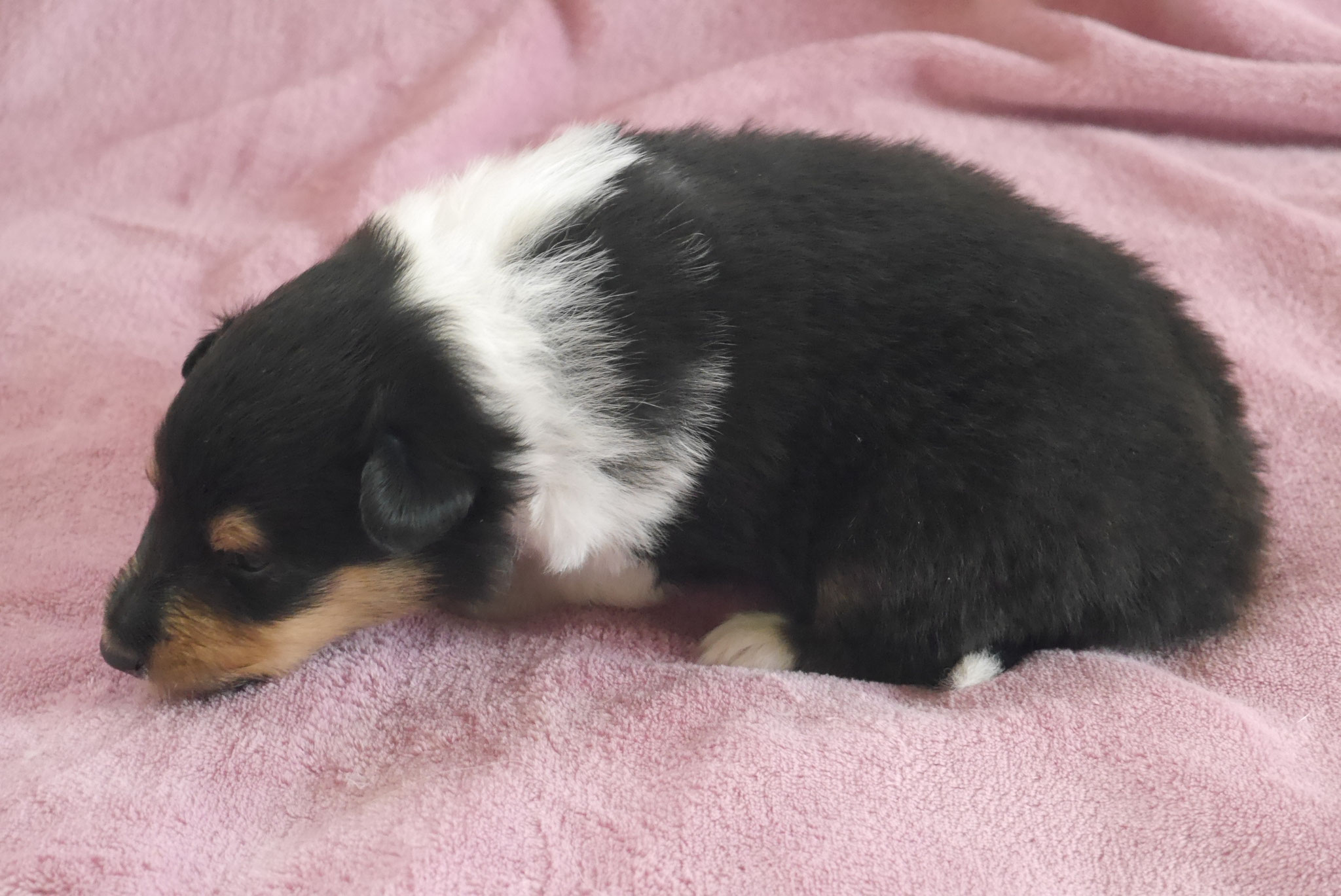 Nala mit 3 Wochen 