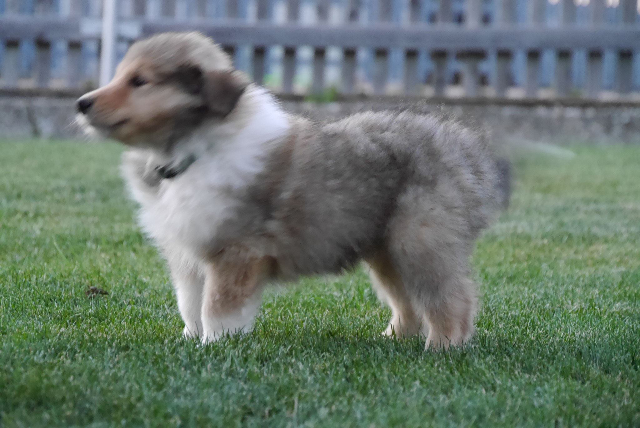 Koda mit 7 Wochen 