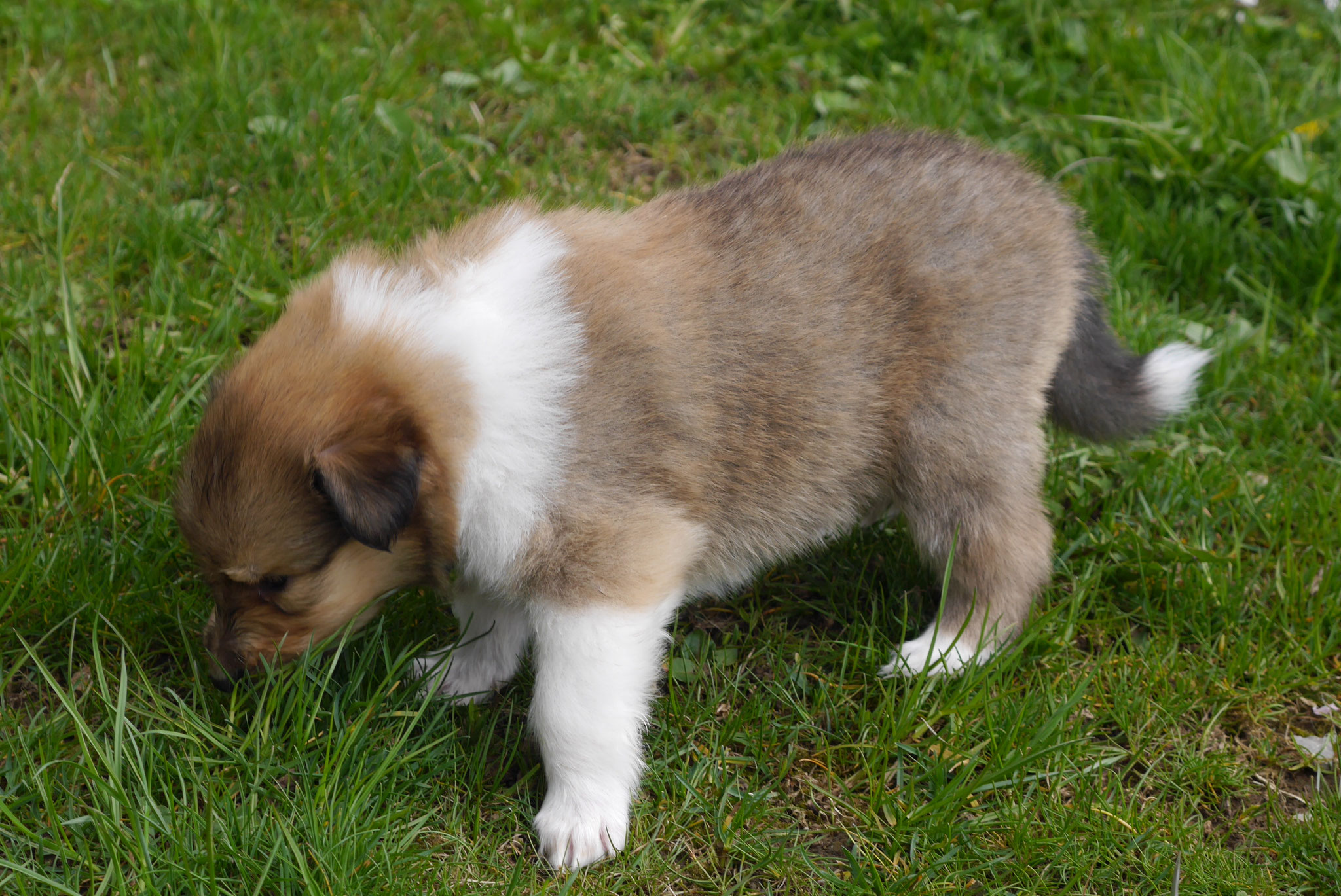 Enzo mit 4 Wochen