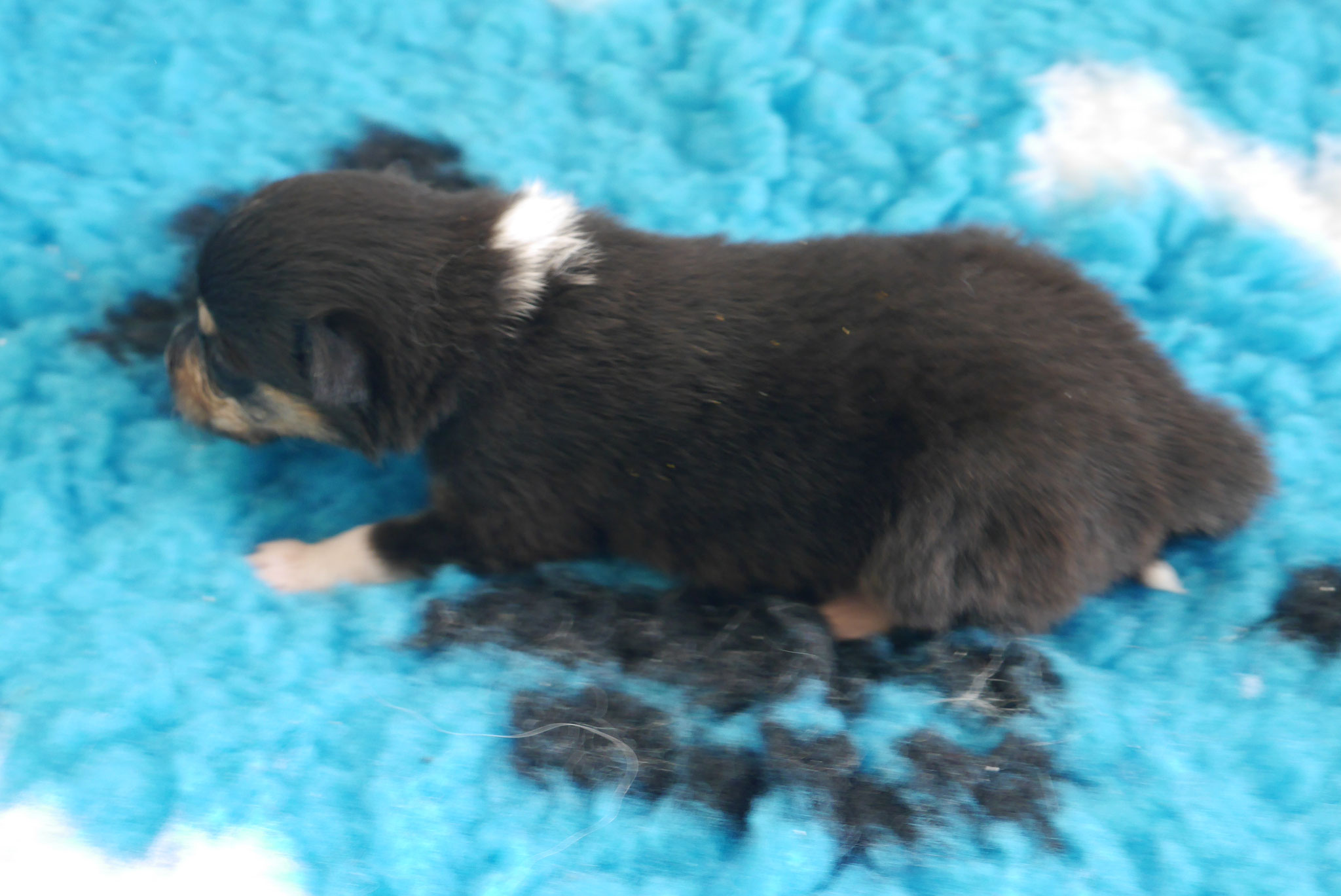 Leeloo mit 2 Wochen 