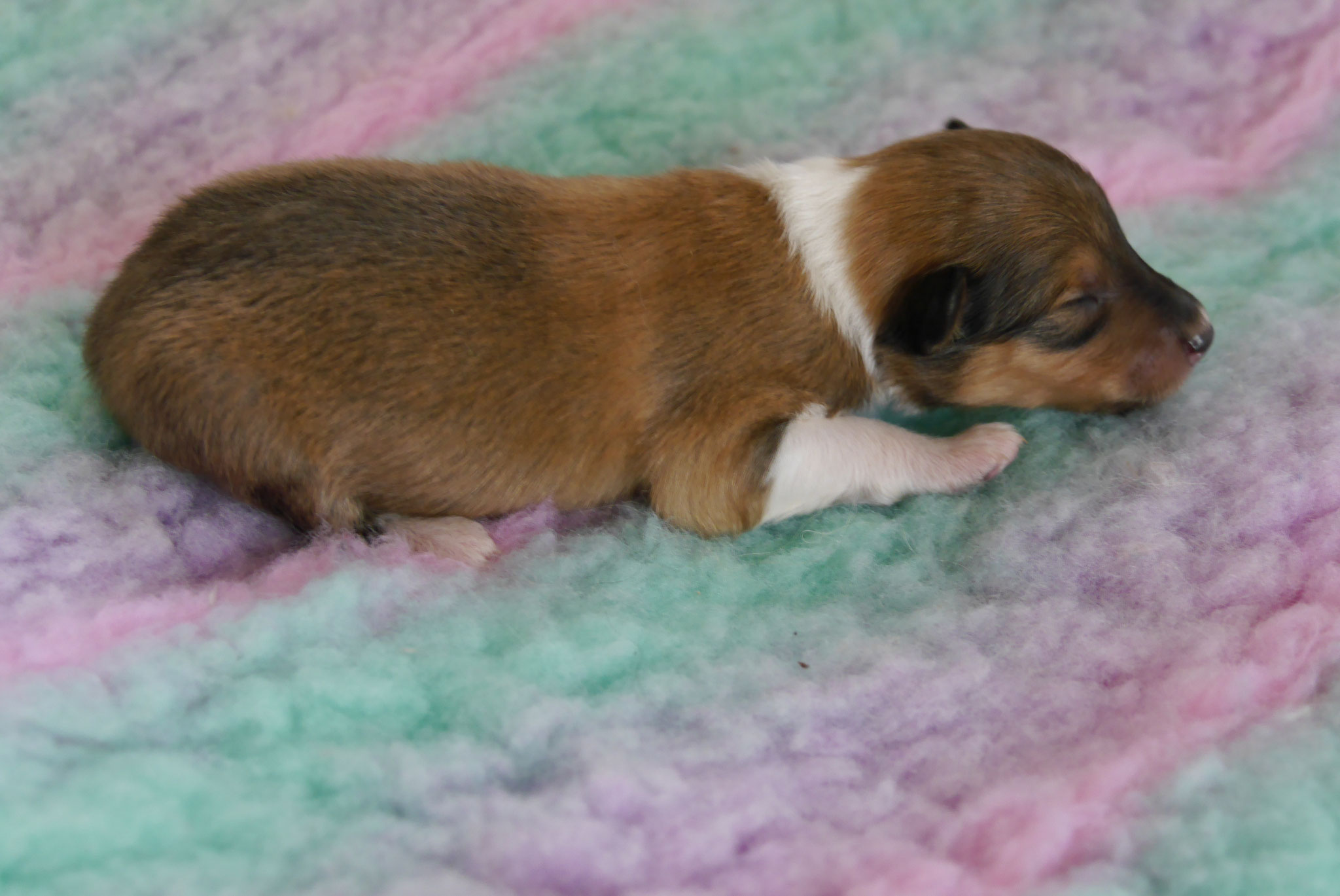 Odie mit 2 Wochen 
