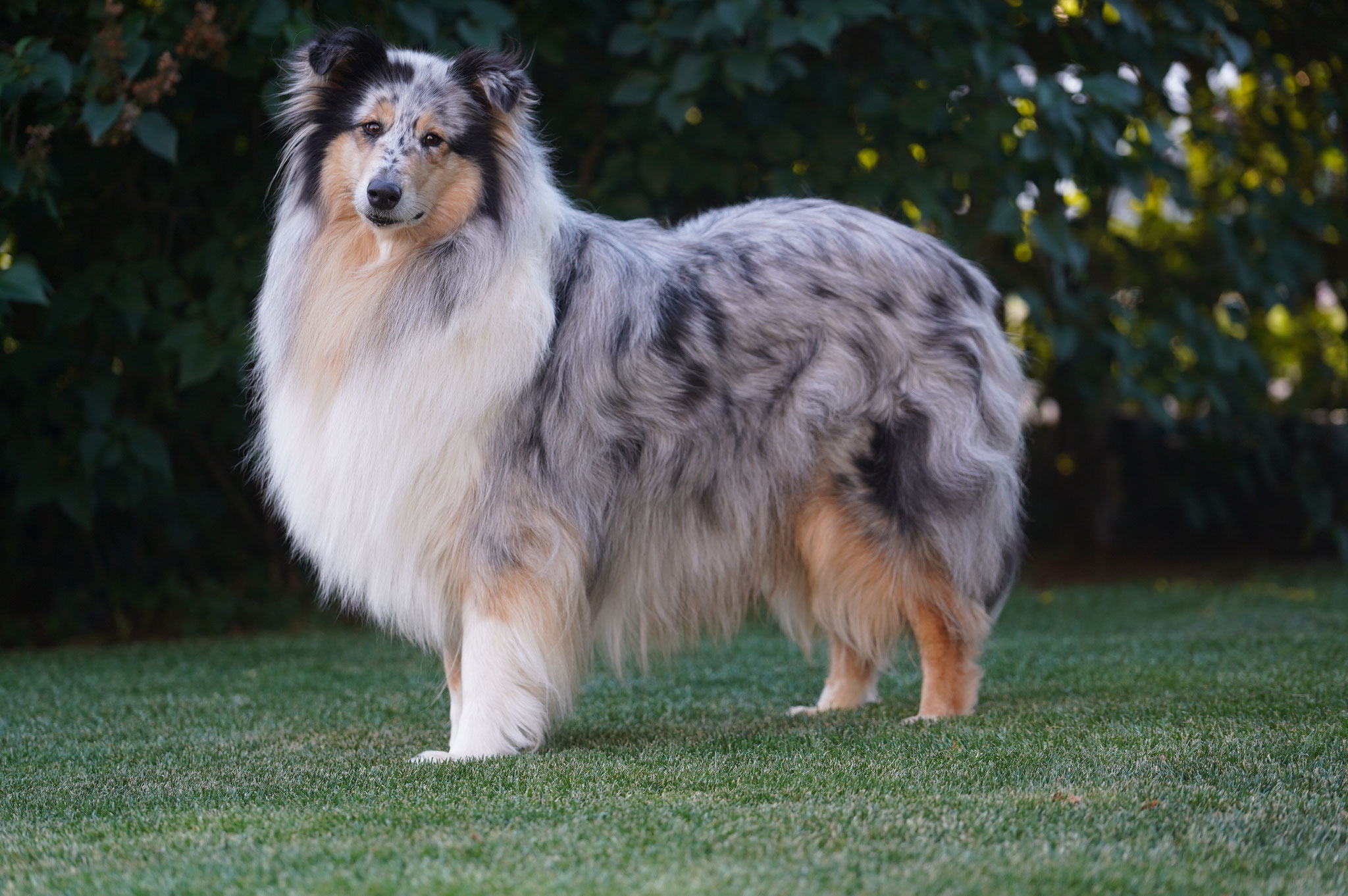 Harmony mit 5 Jahren 