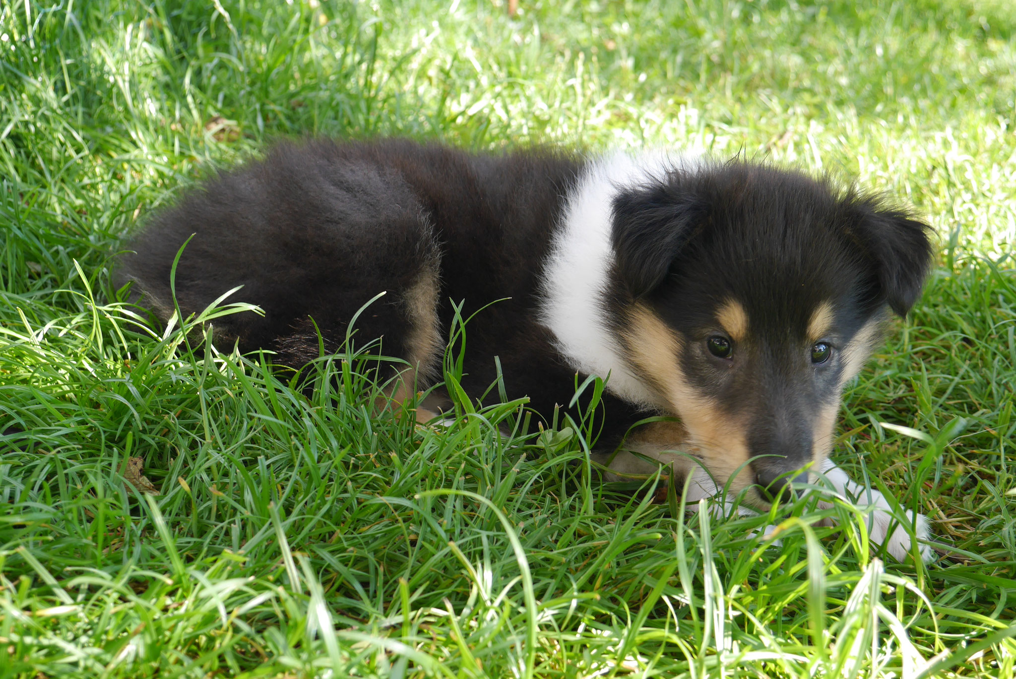 Amelia mit 6 Wochen