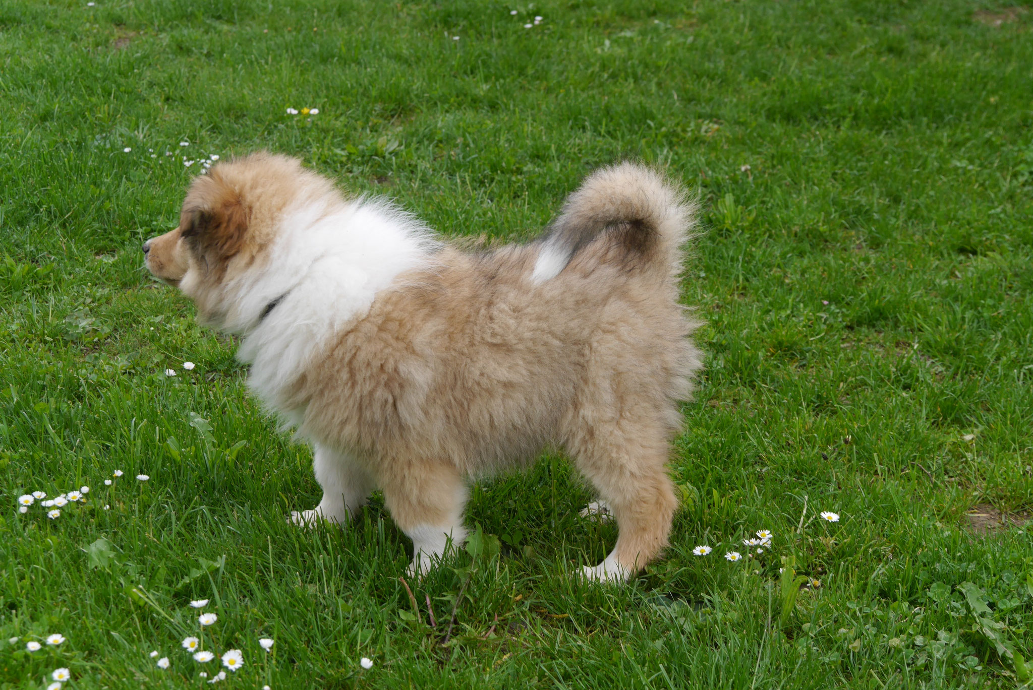 Eddie mit 10 Wochen