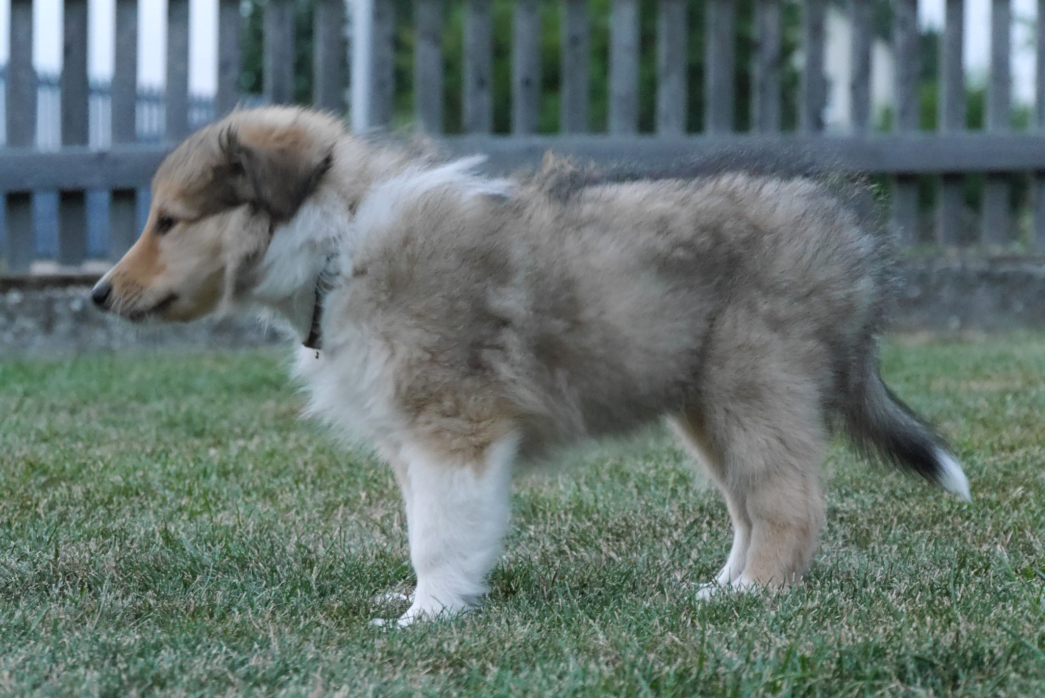 Kenai mit 8 Wochen 