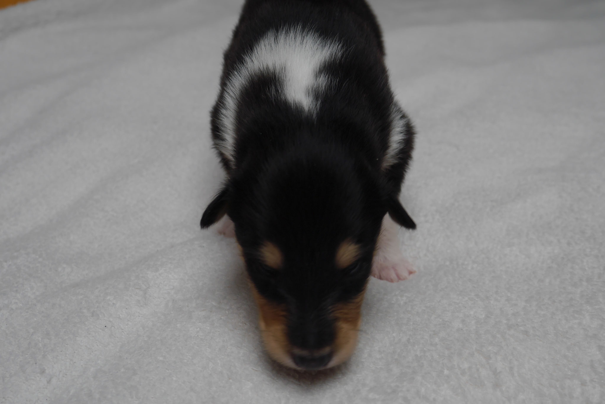 Alvin mit 2 Wochen 