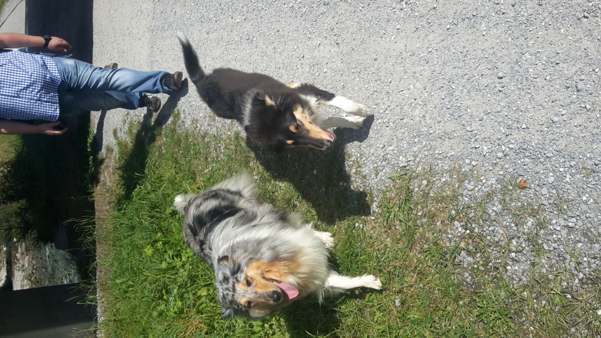 Alvin mit Mila vom Weidenhof