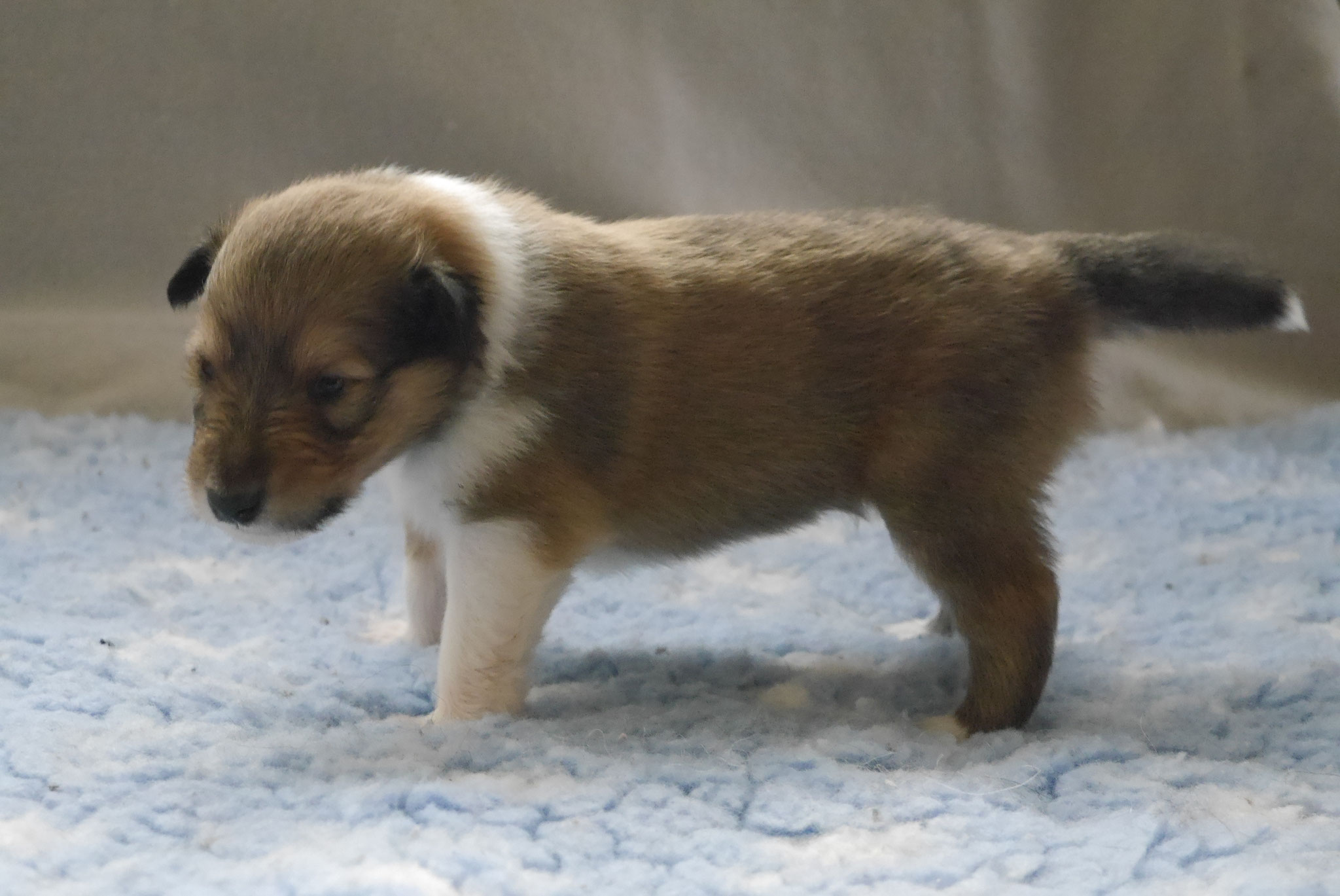 Iron Men mit 3 Wochen