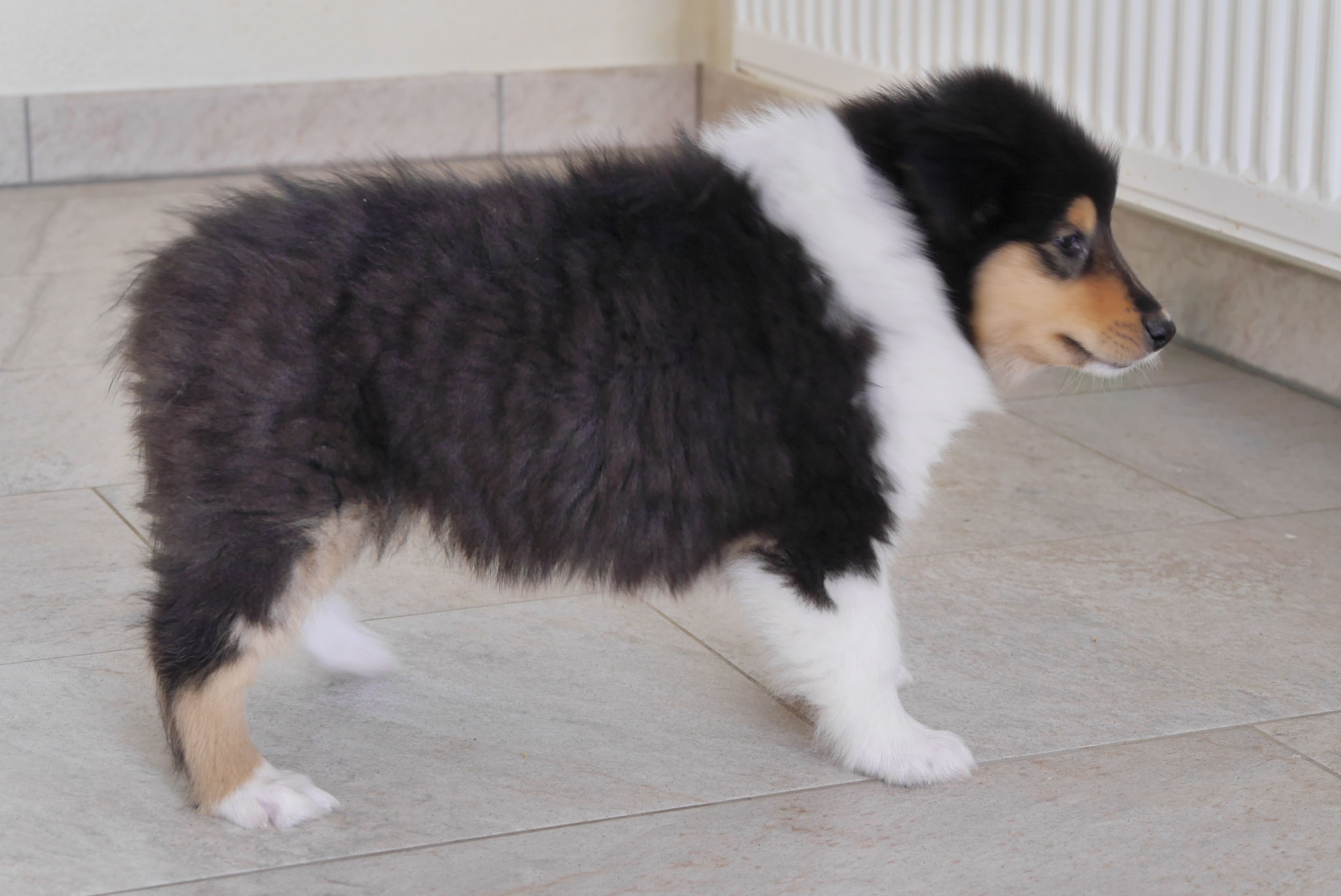 Elliot mit 7 Wochen