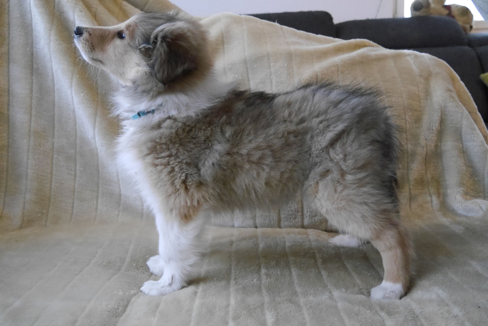 Indiana Jones mit 9 Wochen