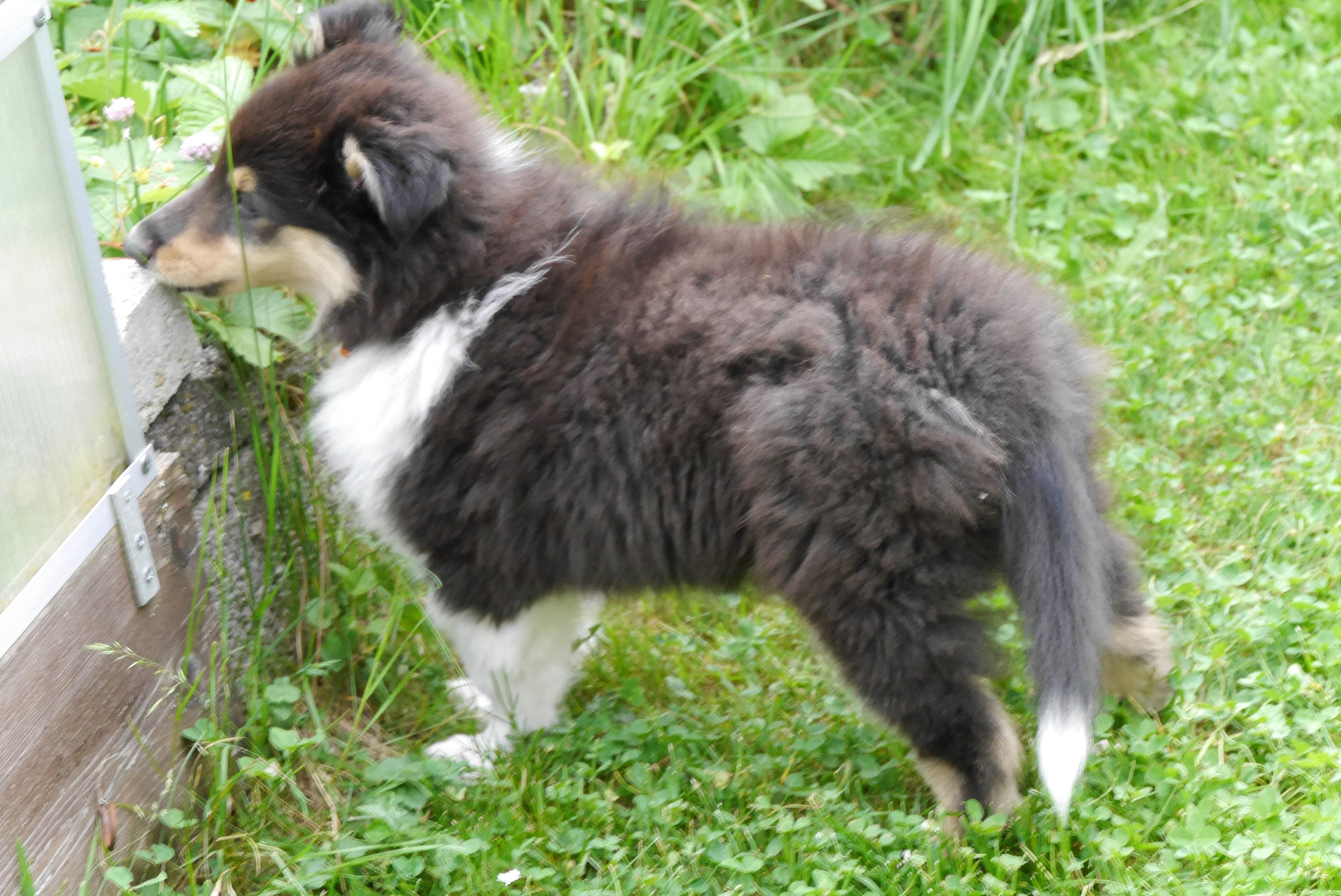 Cora mit 9 Wochen