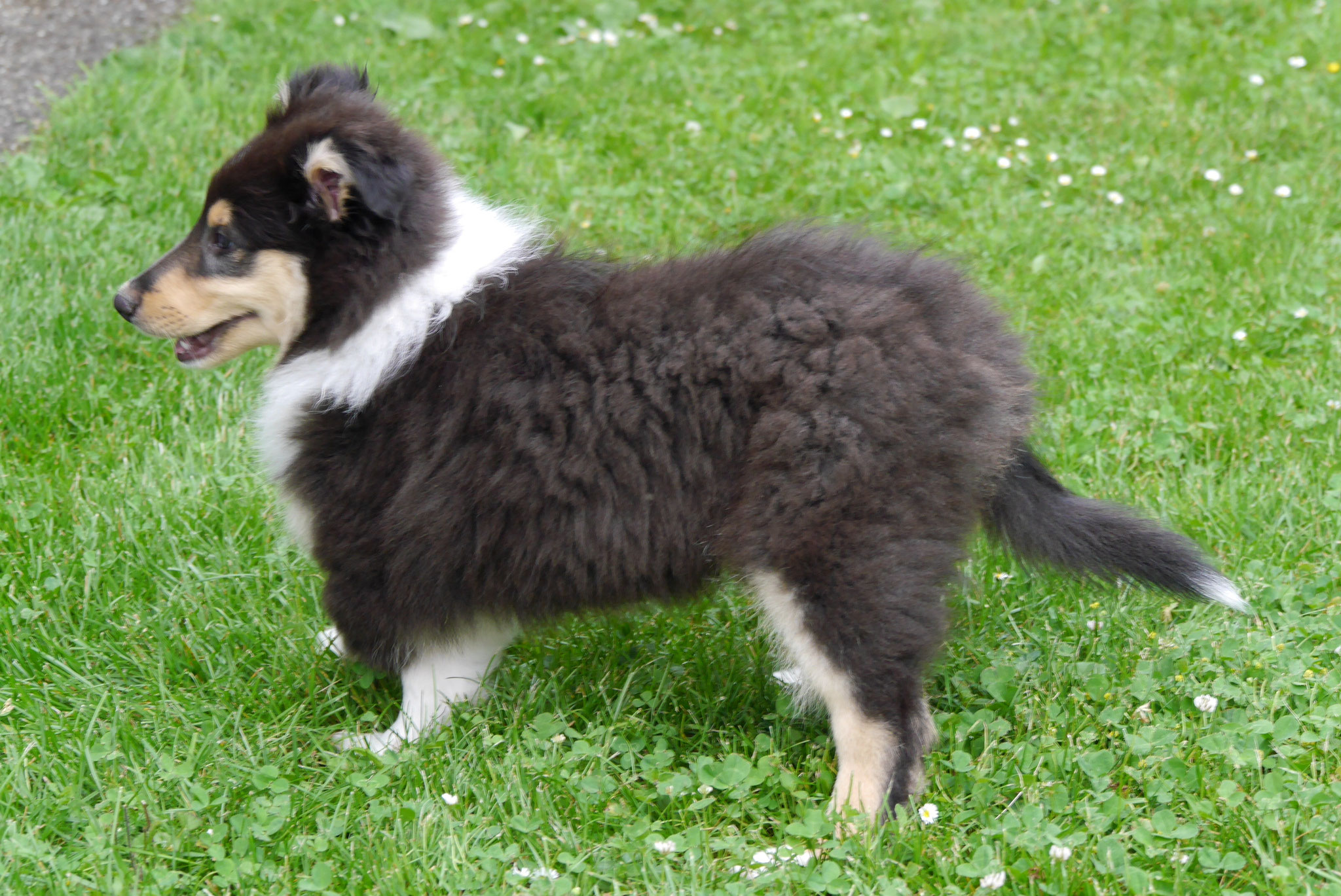 Charly Brown mit 9 Wochen