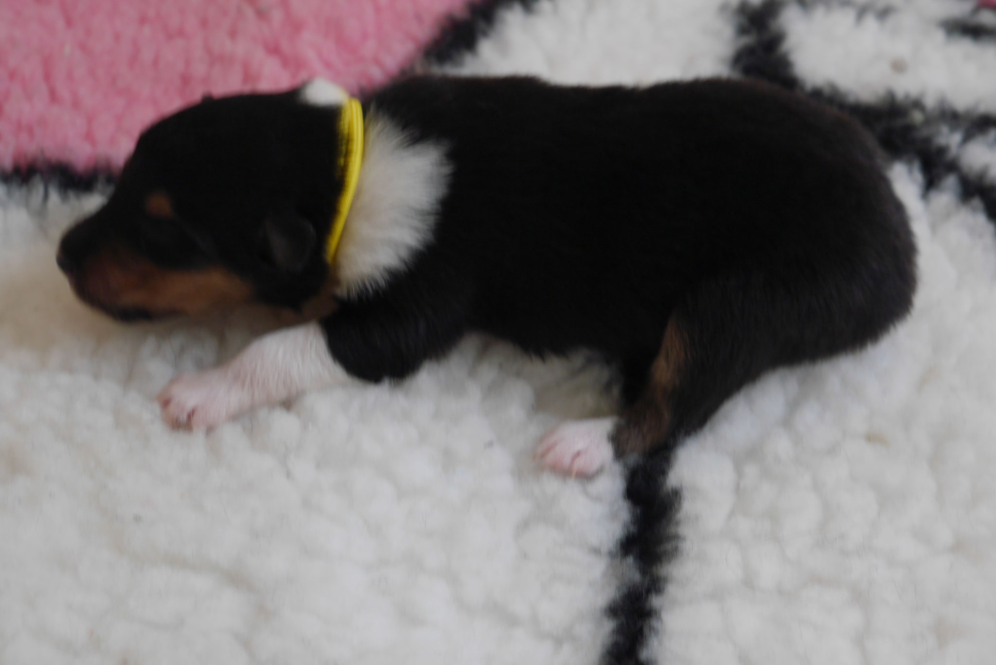 Jessi mit 1ner Woche