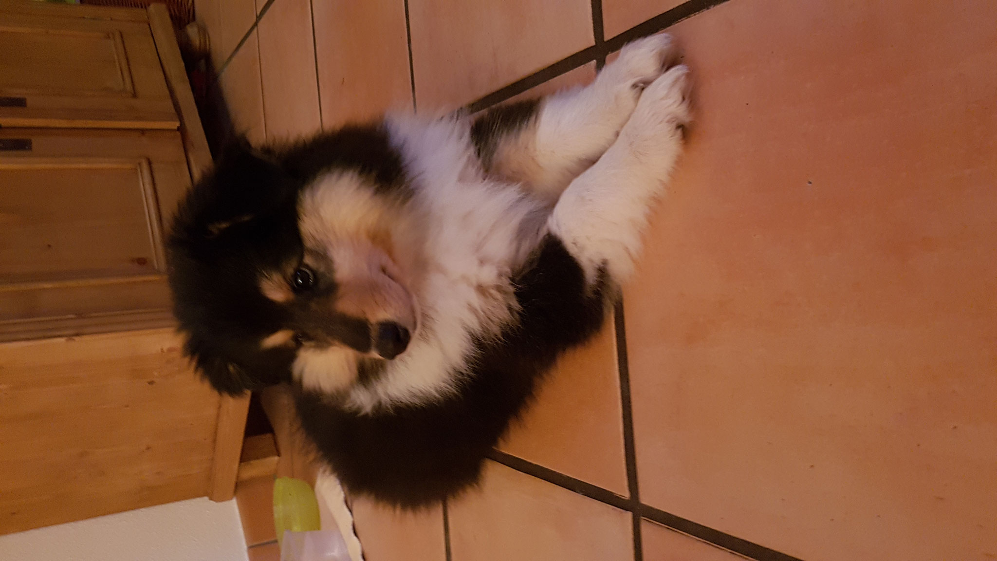 Bonny mit 9 Wochen im neuen Zuhause