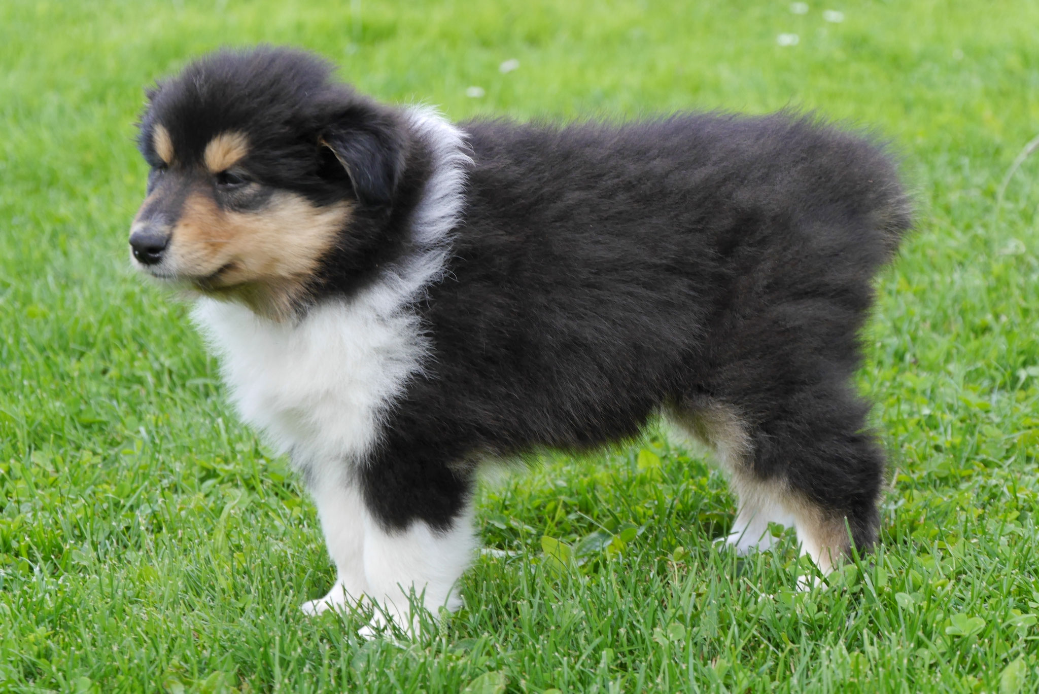 Hermine mit 6 Wochen 