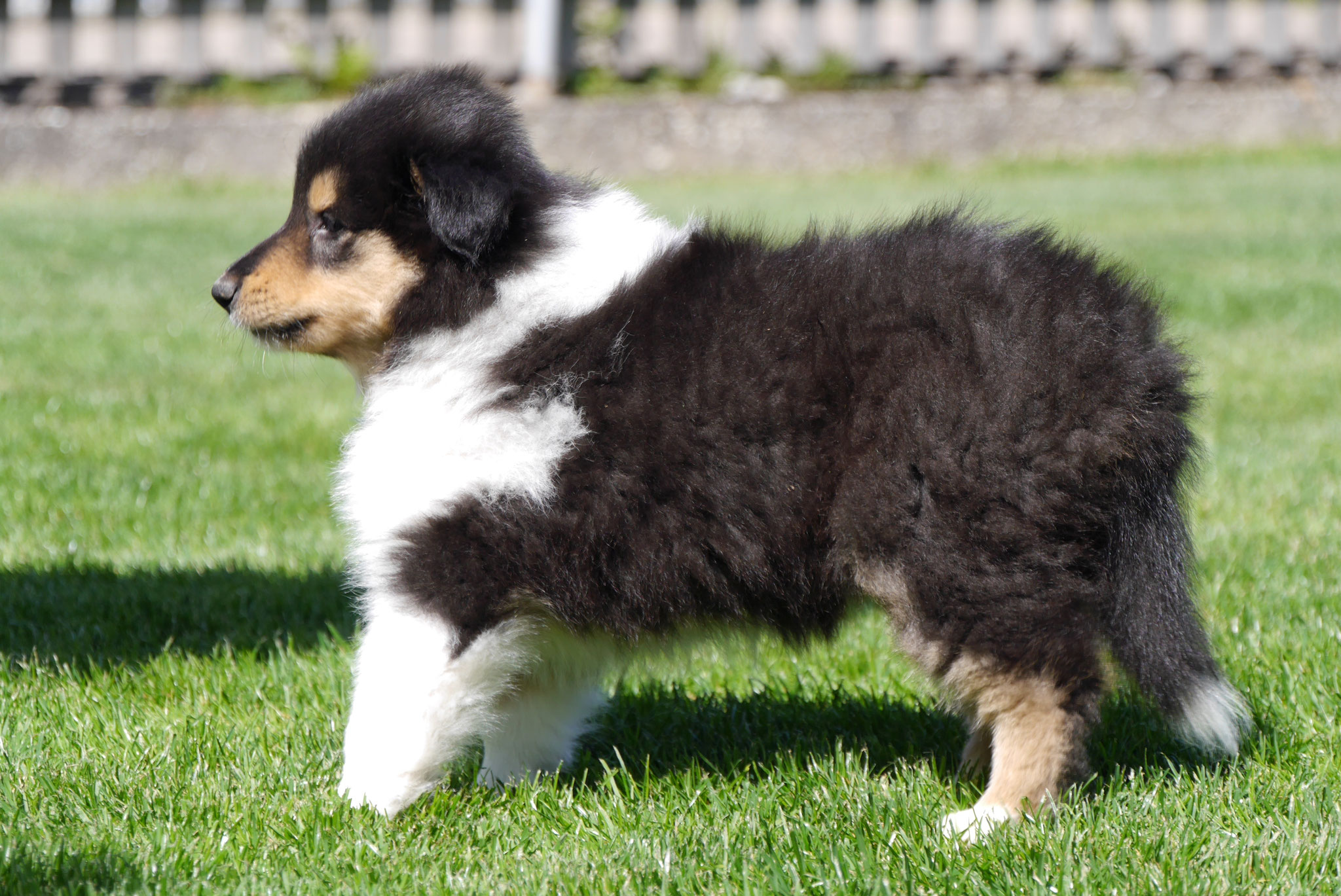 Nala mit 7 Wochen 