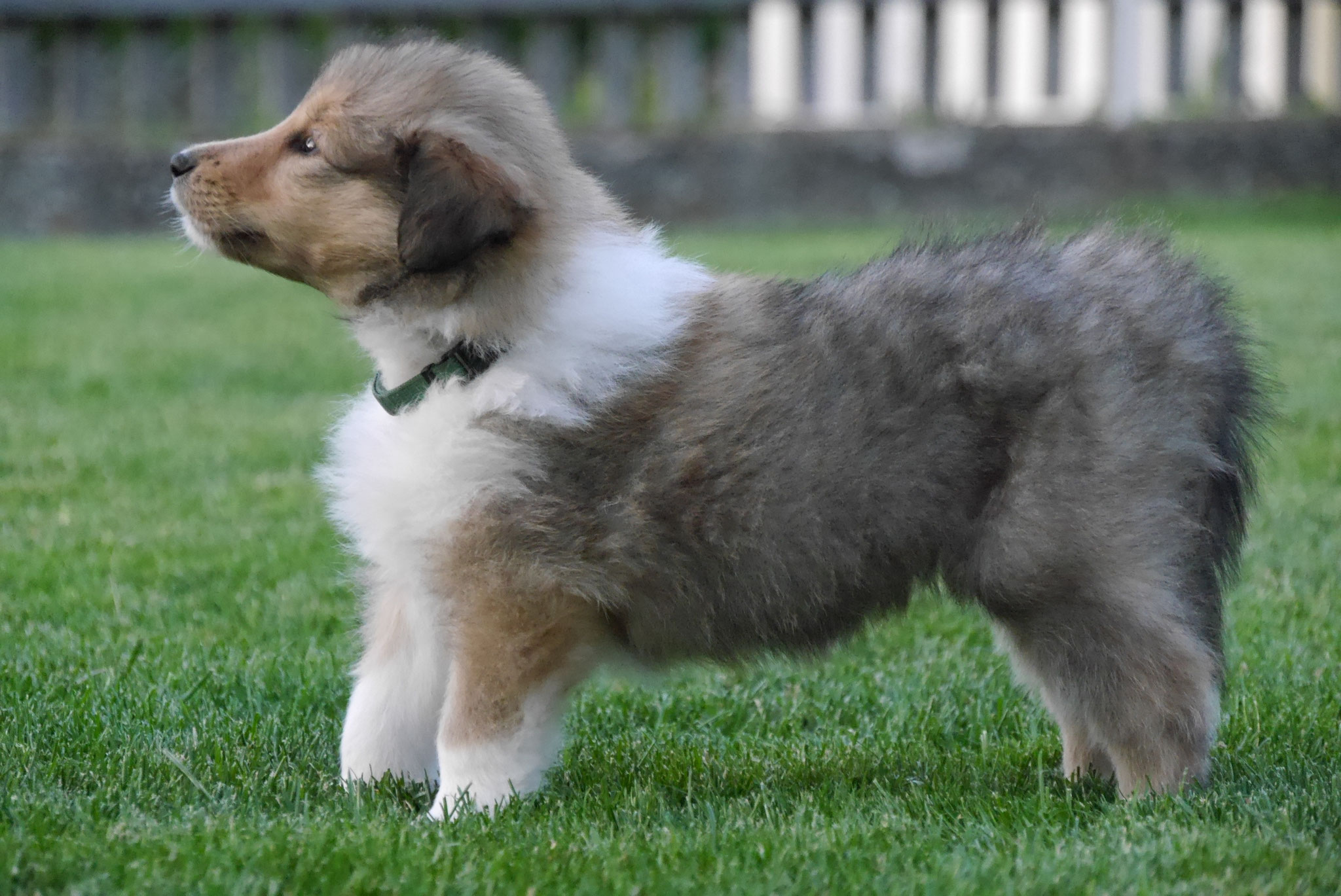 Koda mit 6 Wochen 