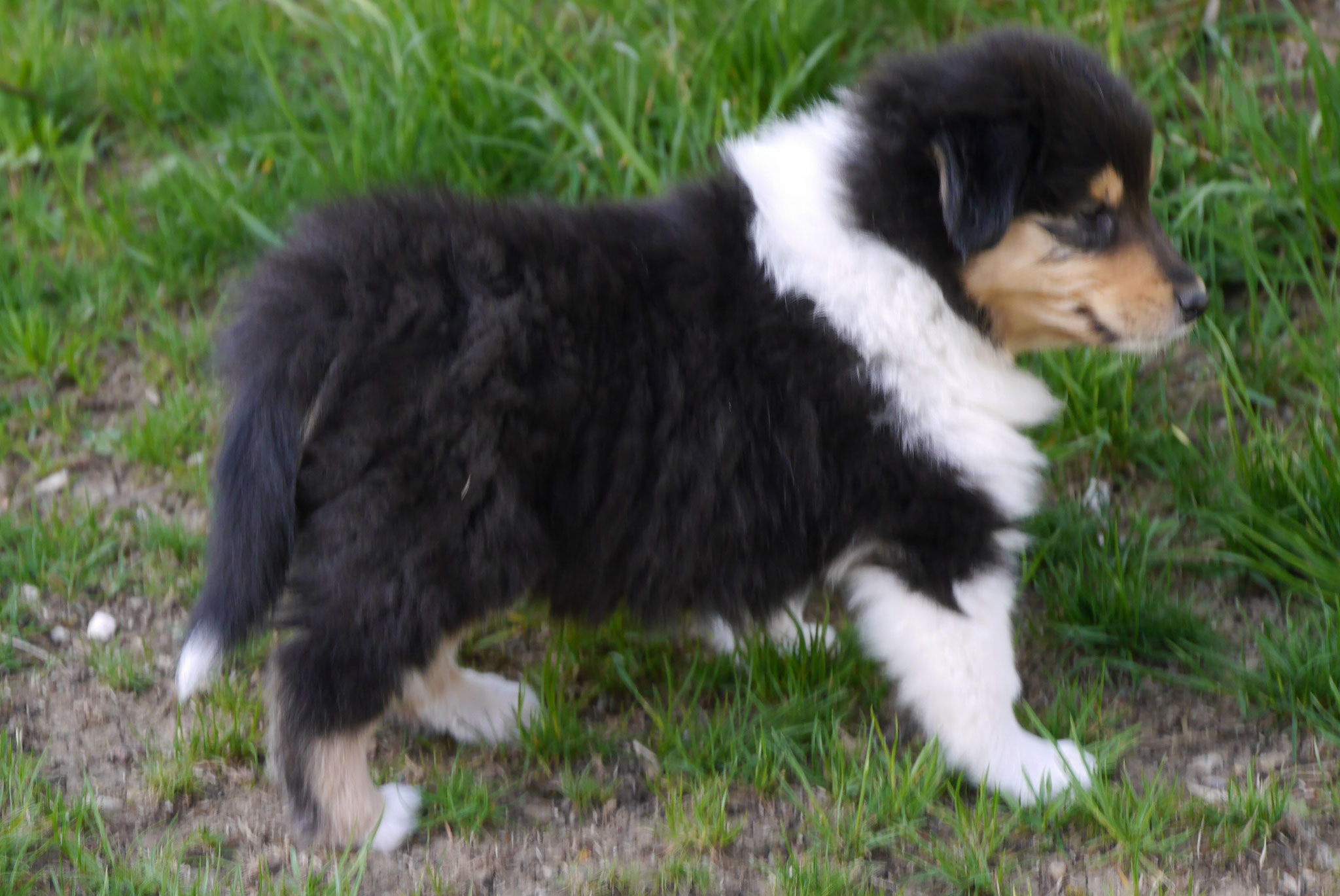 Elliot mit 6 Wochen