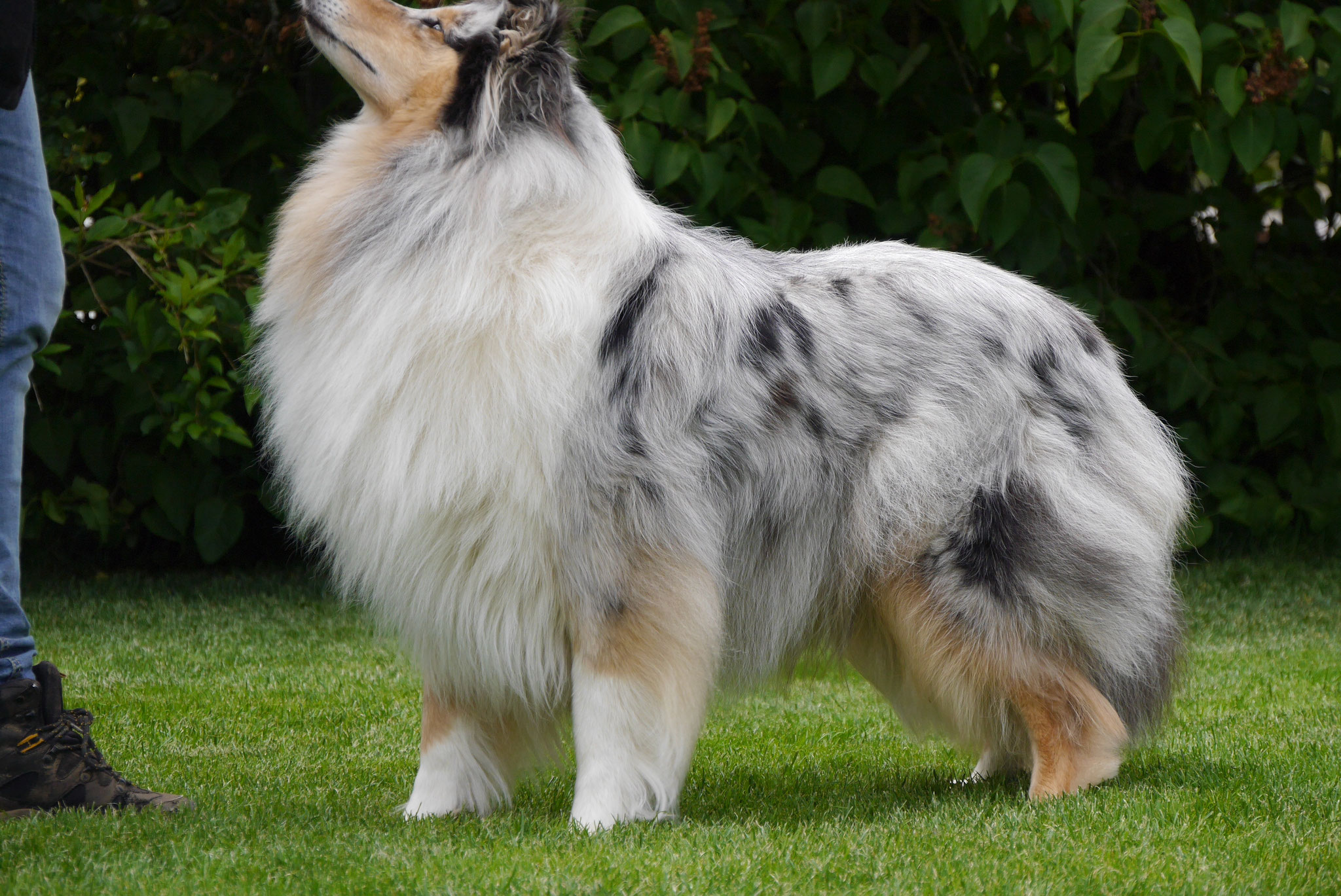 Harmony mit 3 Jahren 
