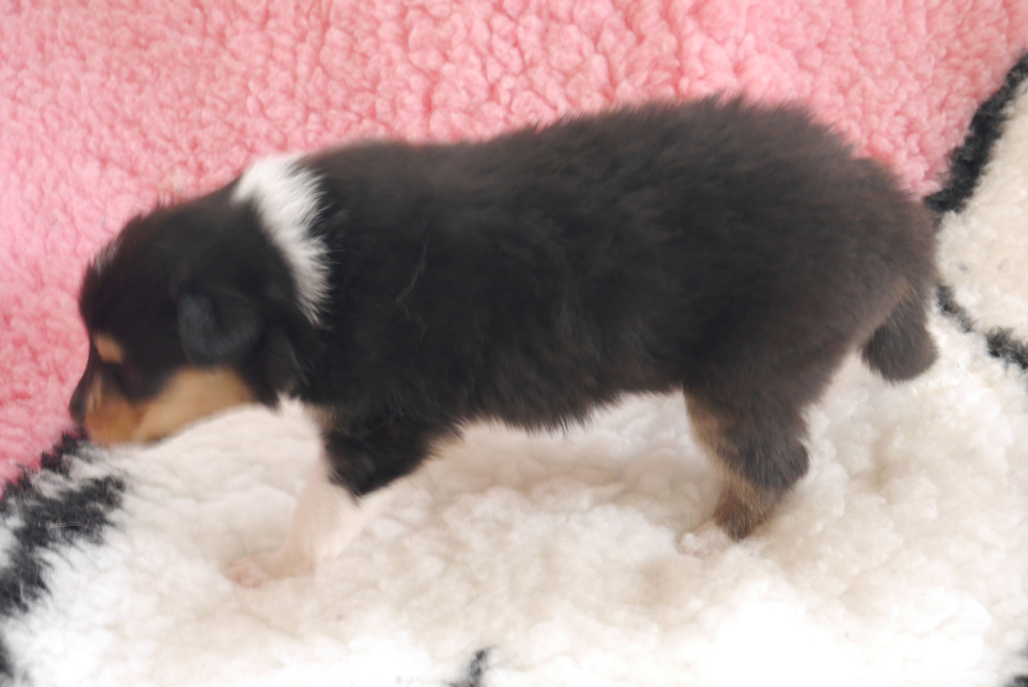 Luna mit 3 Wochen 