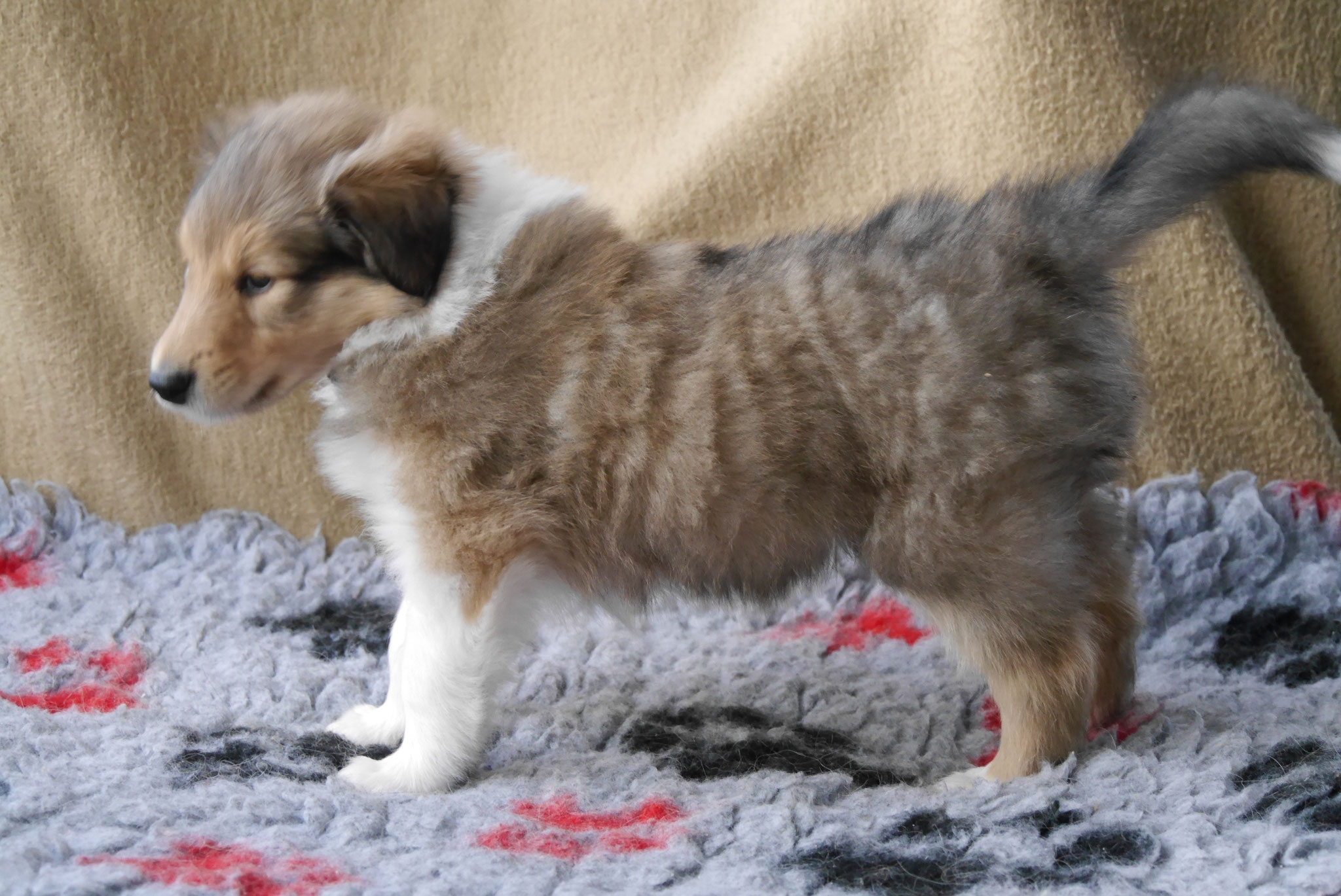 Indiana Jones mit 6 Wochen