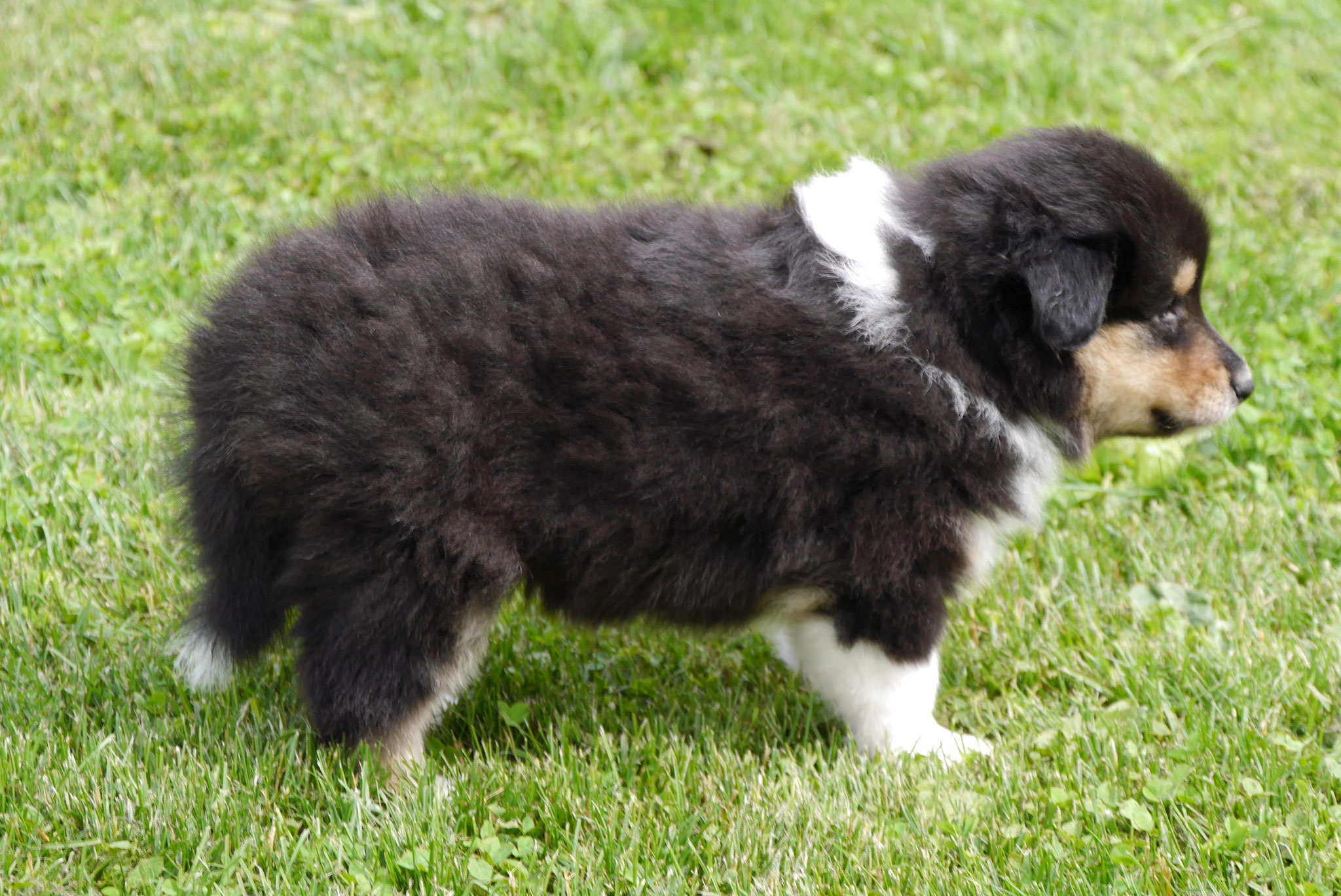 Holly mit 5 Wochen 
