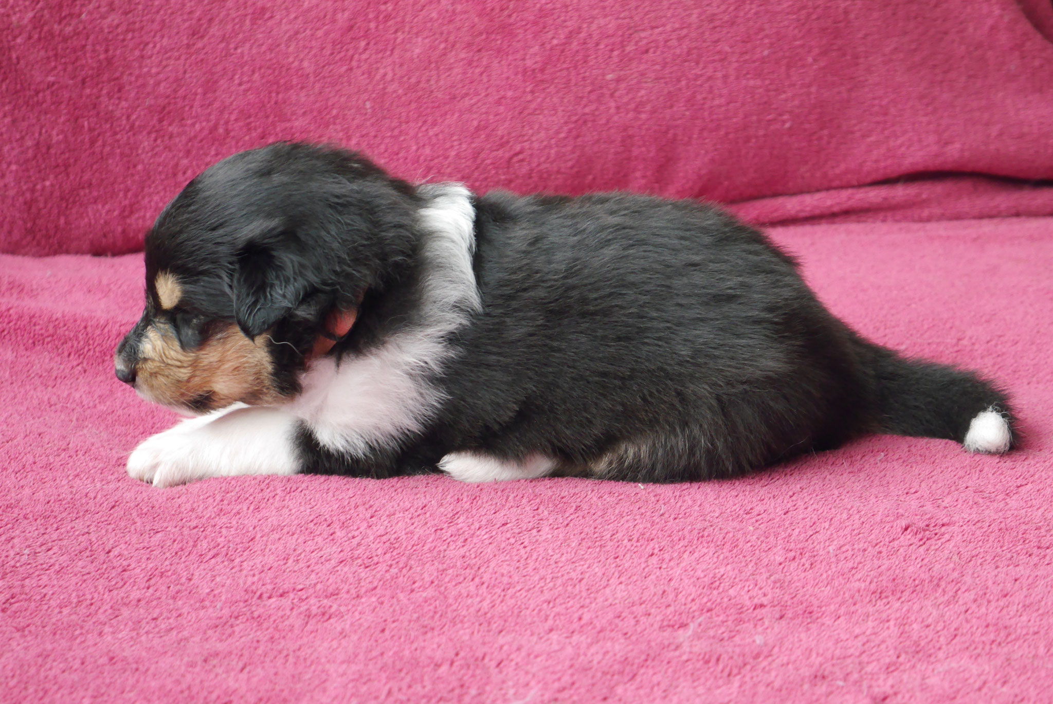 Hermine mit 3 Wochen 