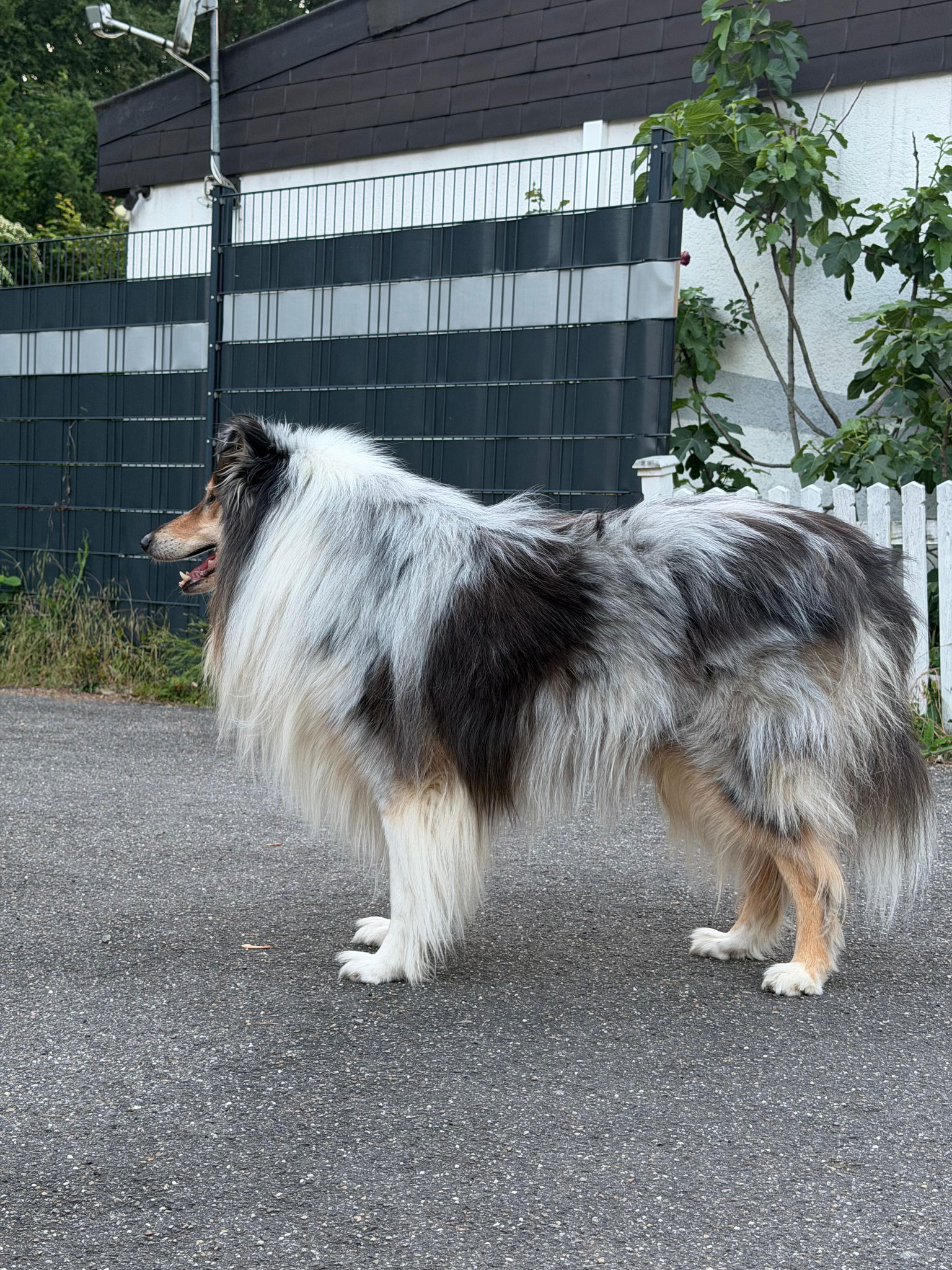Joker mit 4 Jahren 