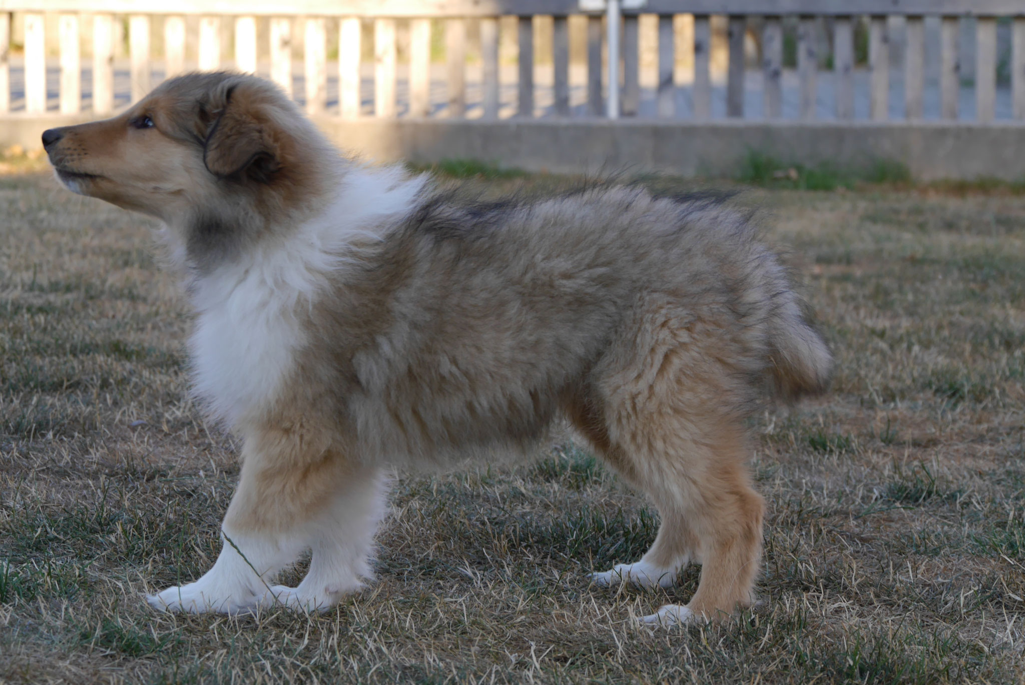 Koda mit 11 Wochen 