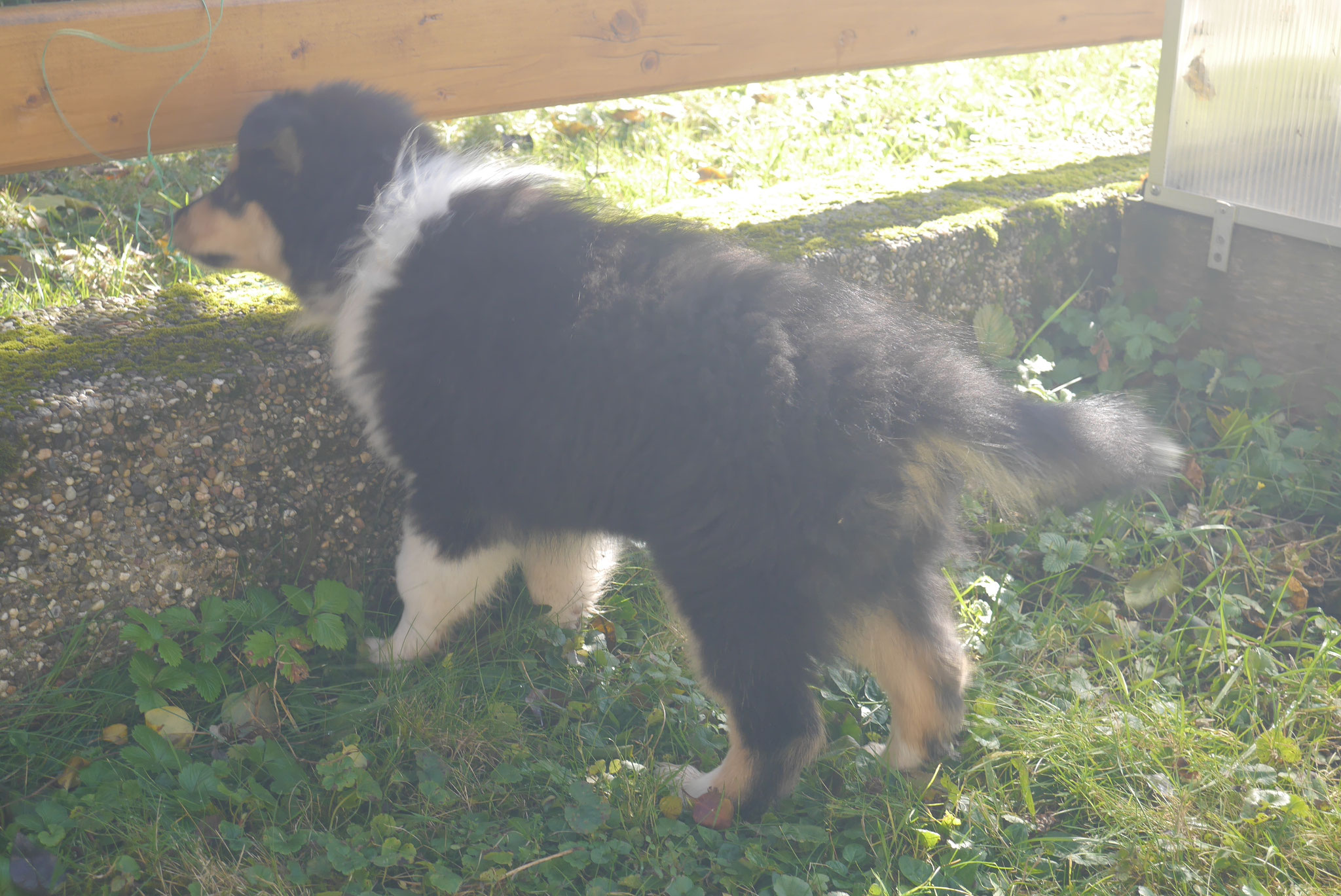 Bea mit 10 Wochen