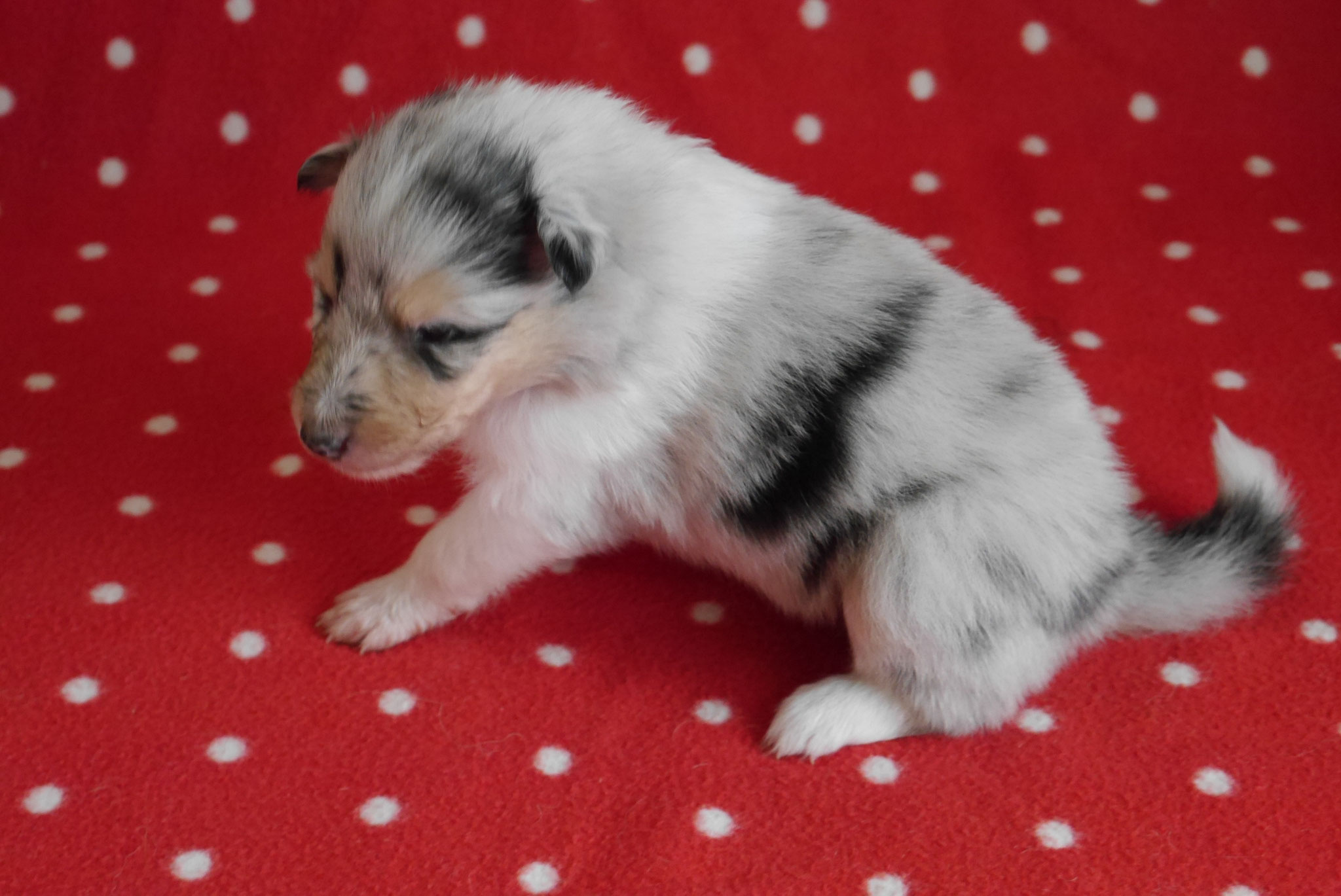 Queenie mit 3 Wochen 