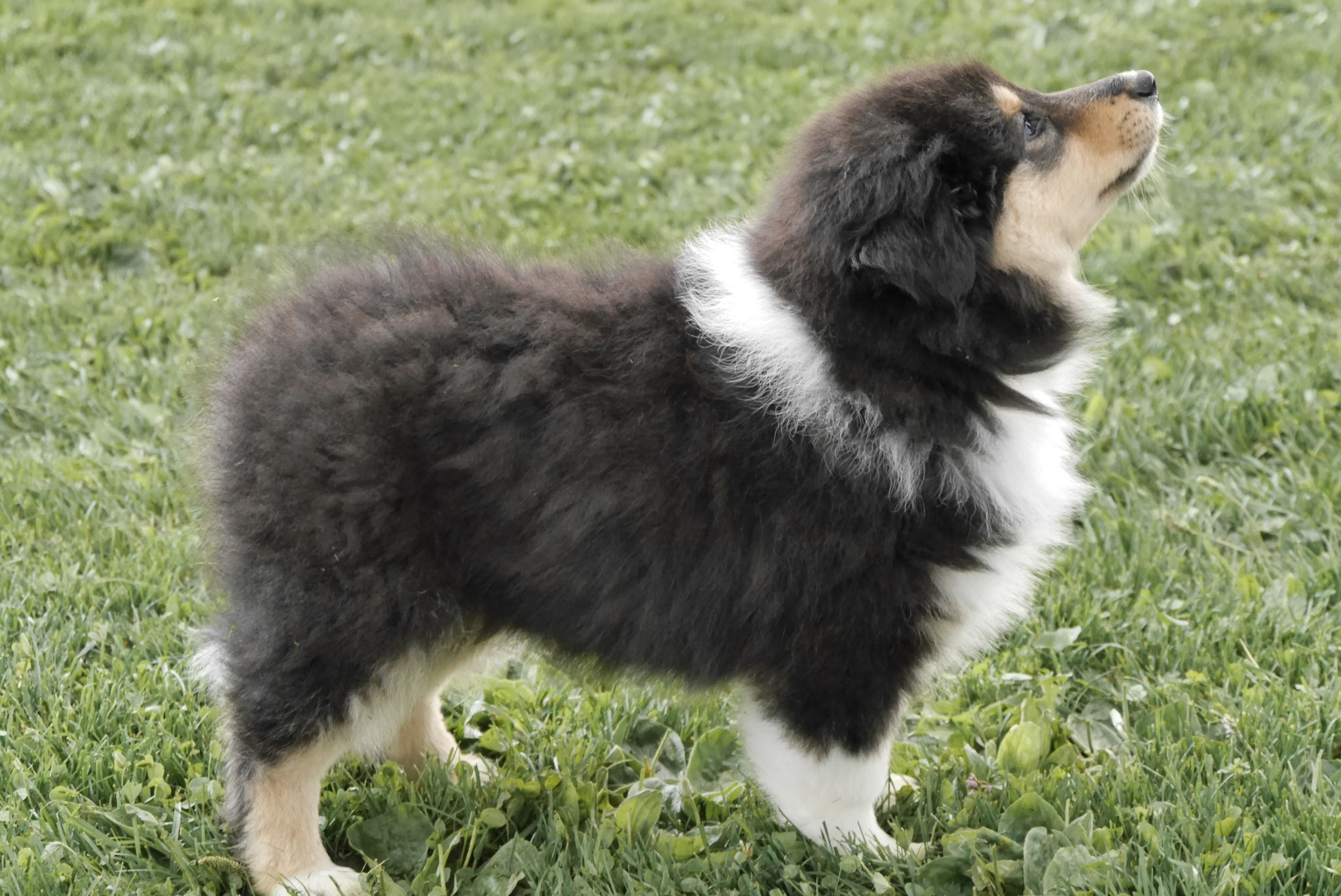 Holly mit 8 Wochen 