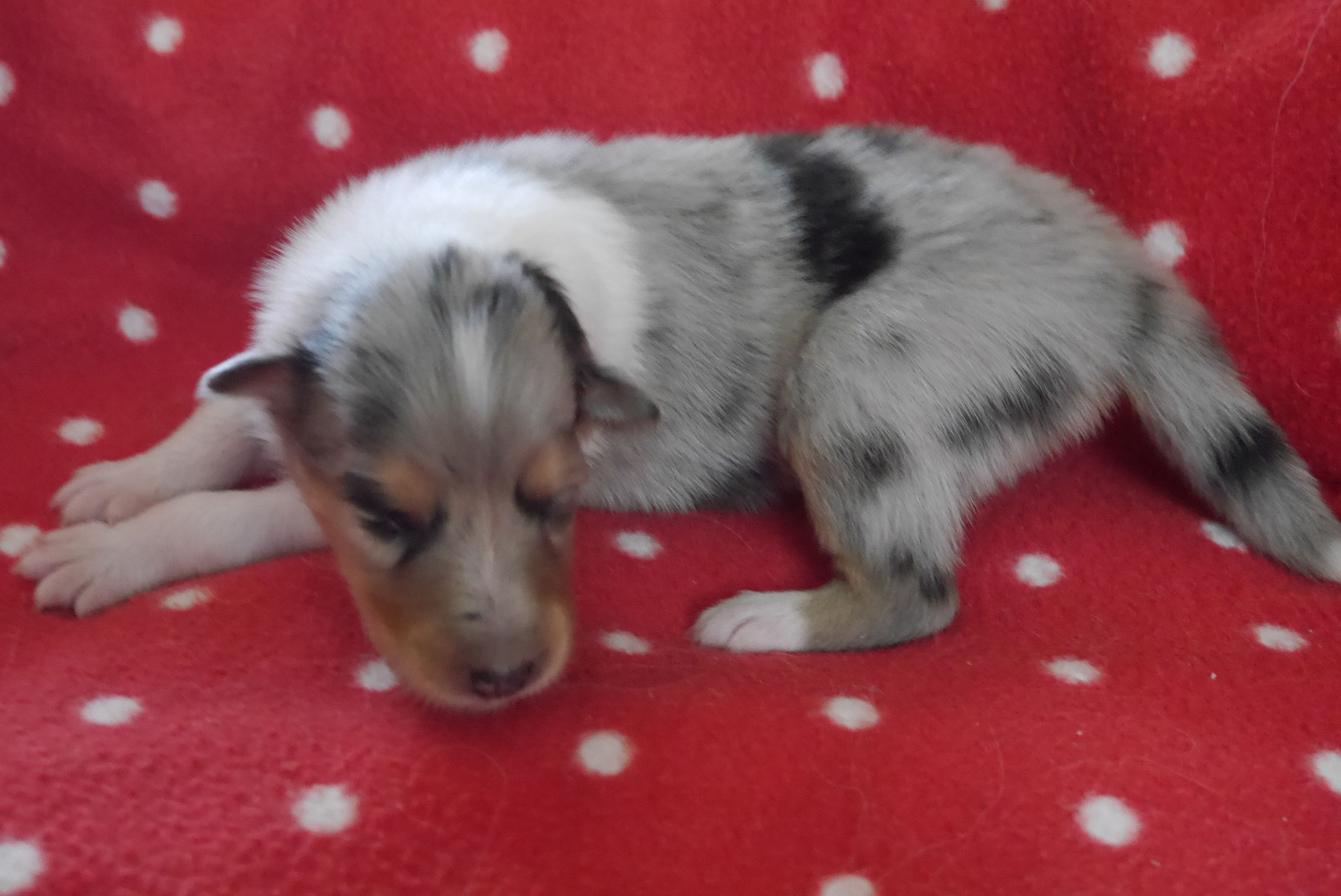 Cindy mit 2 Wochen