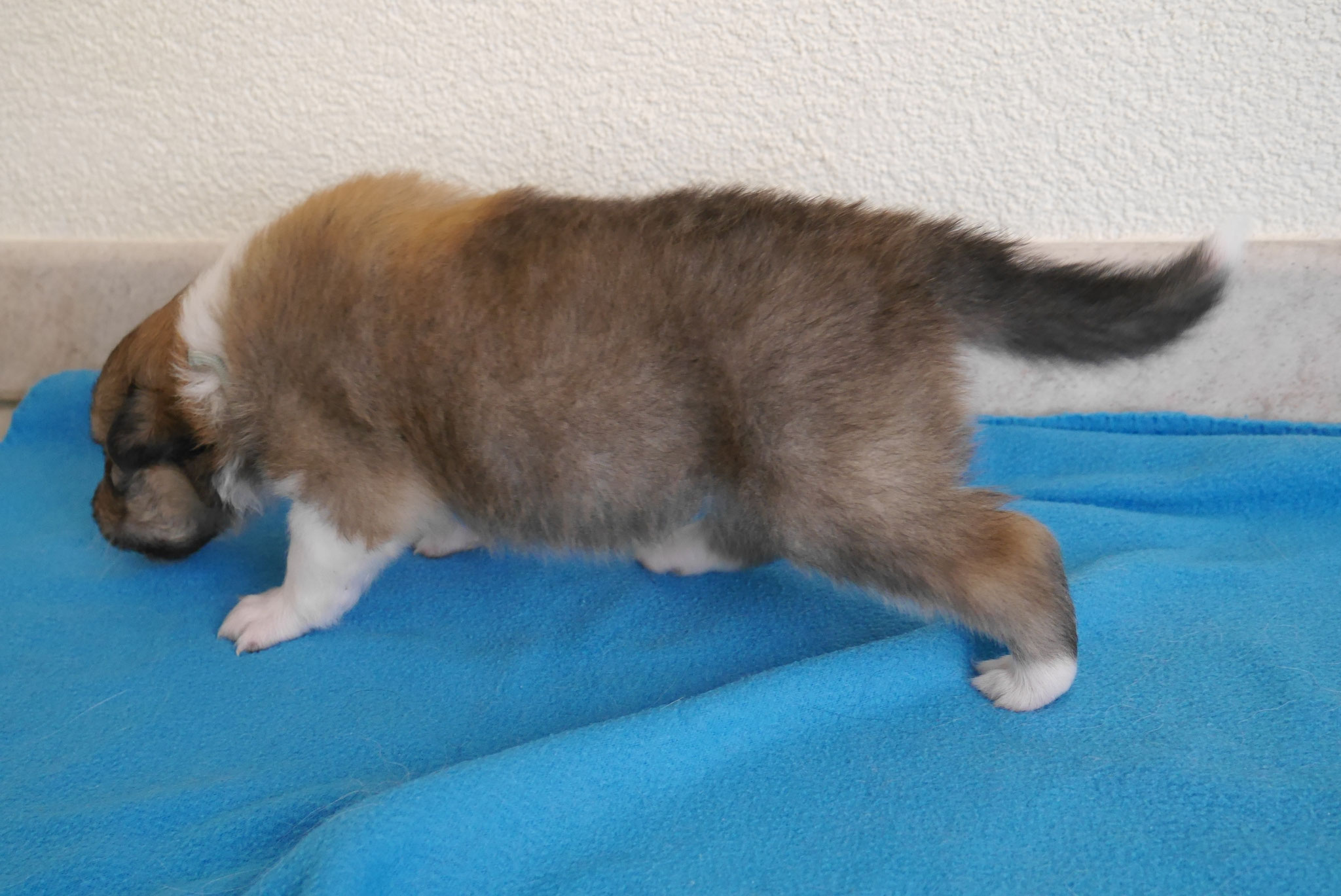 Kion mit 3 Wochen 