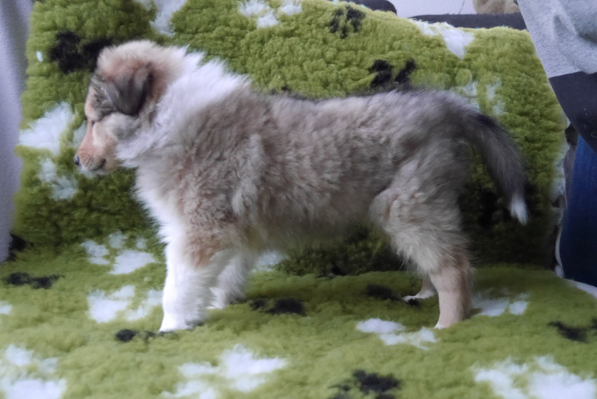 Indiana Jones mit 8 Wochen