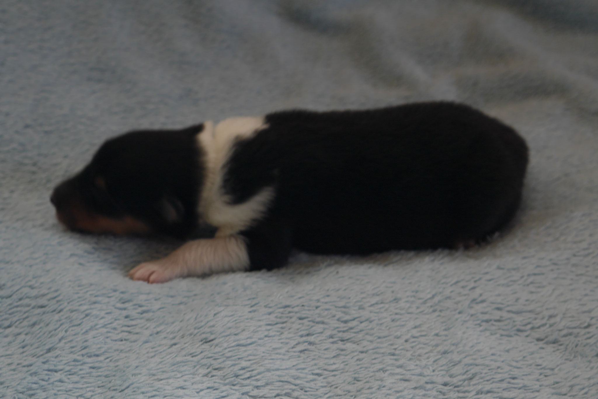 Nala mit 1ner Woche 