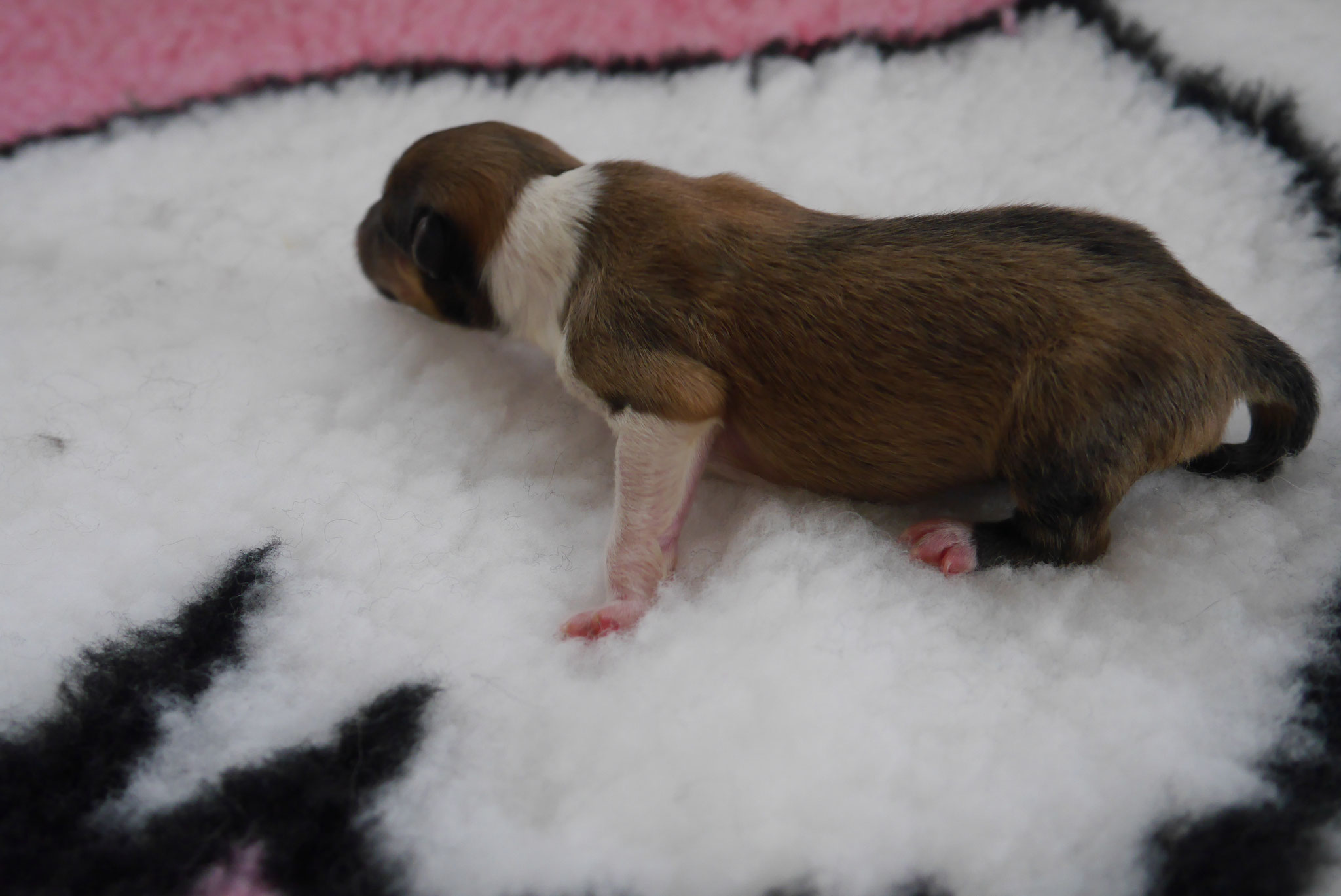 Iron Men´s Geburtstag