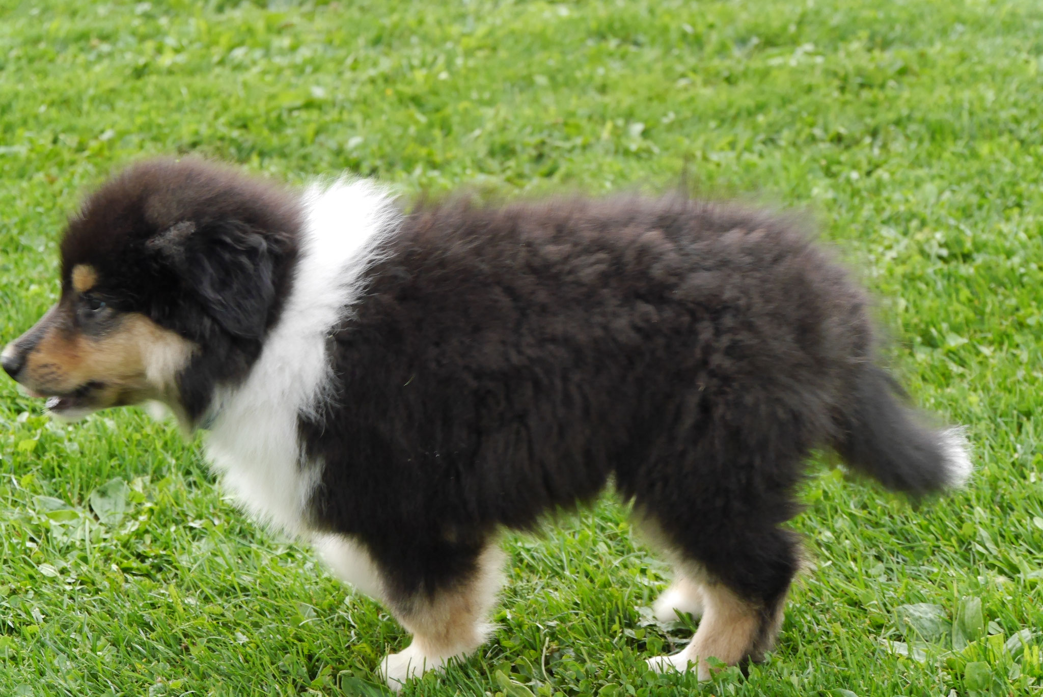 Harry mit 8 Wochen 