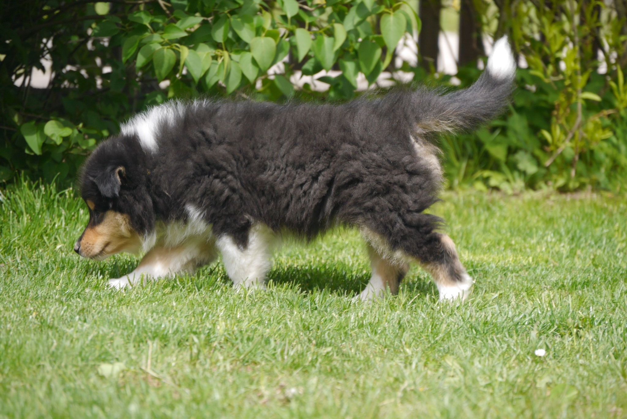 Ernie mit 8 Wochen