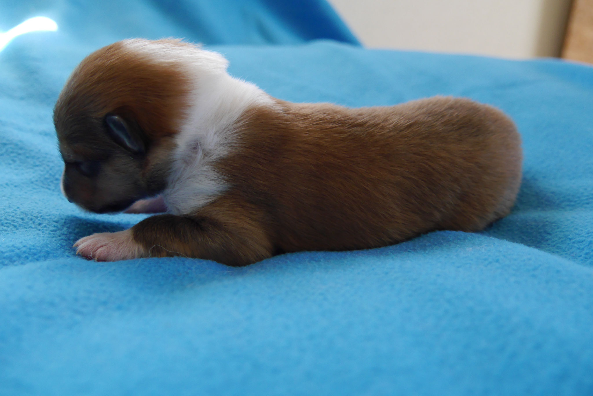 Phoenix mit 1ner Woche 