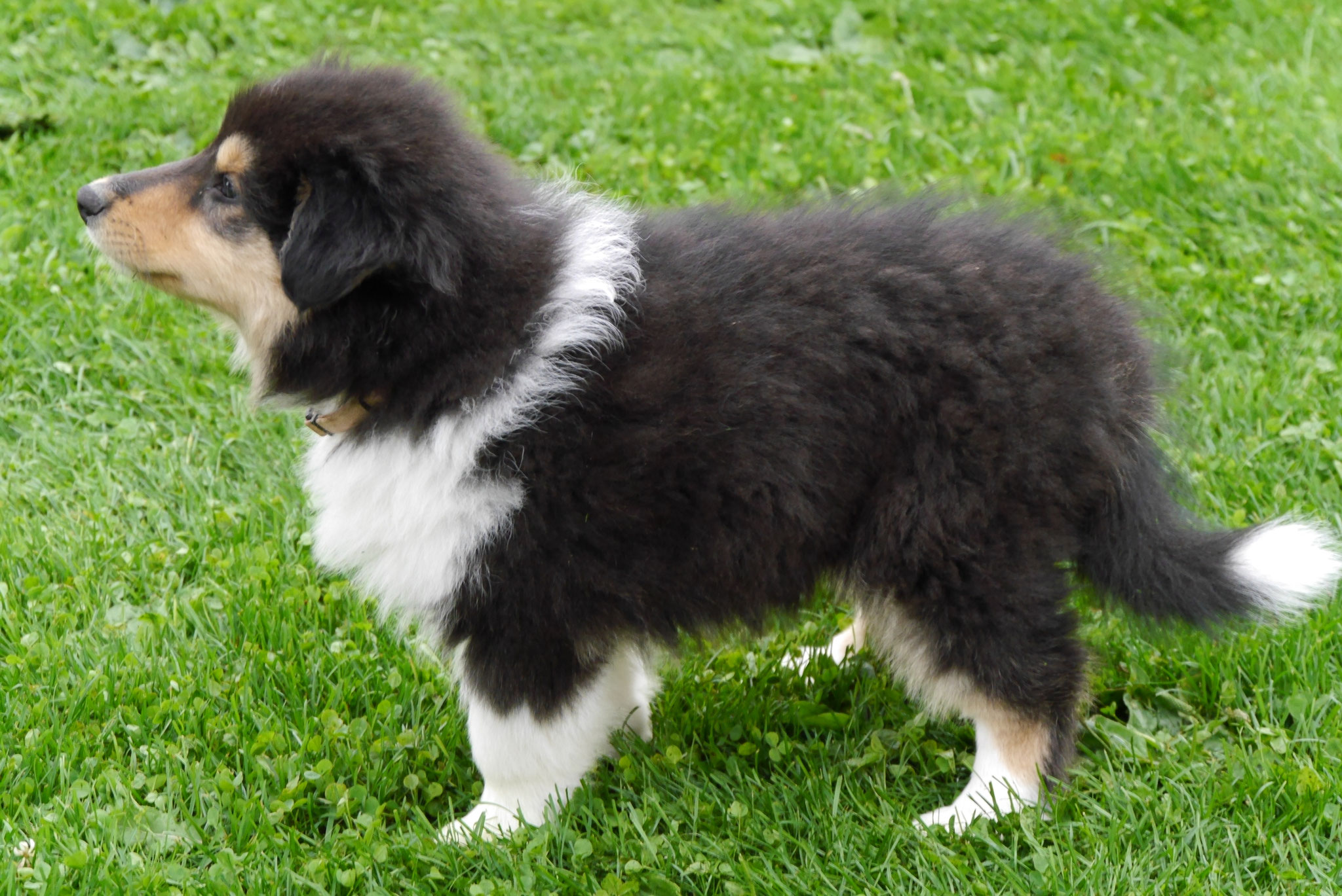 Hermine mit 8 Wochen 