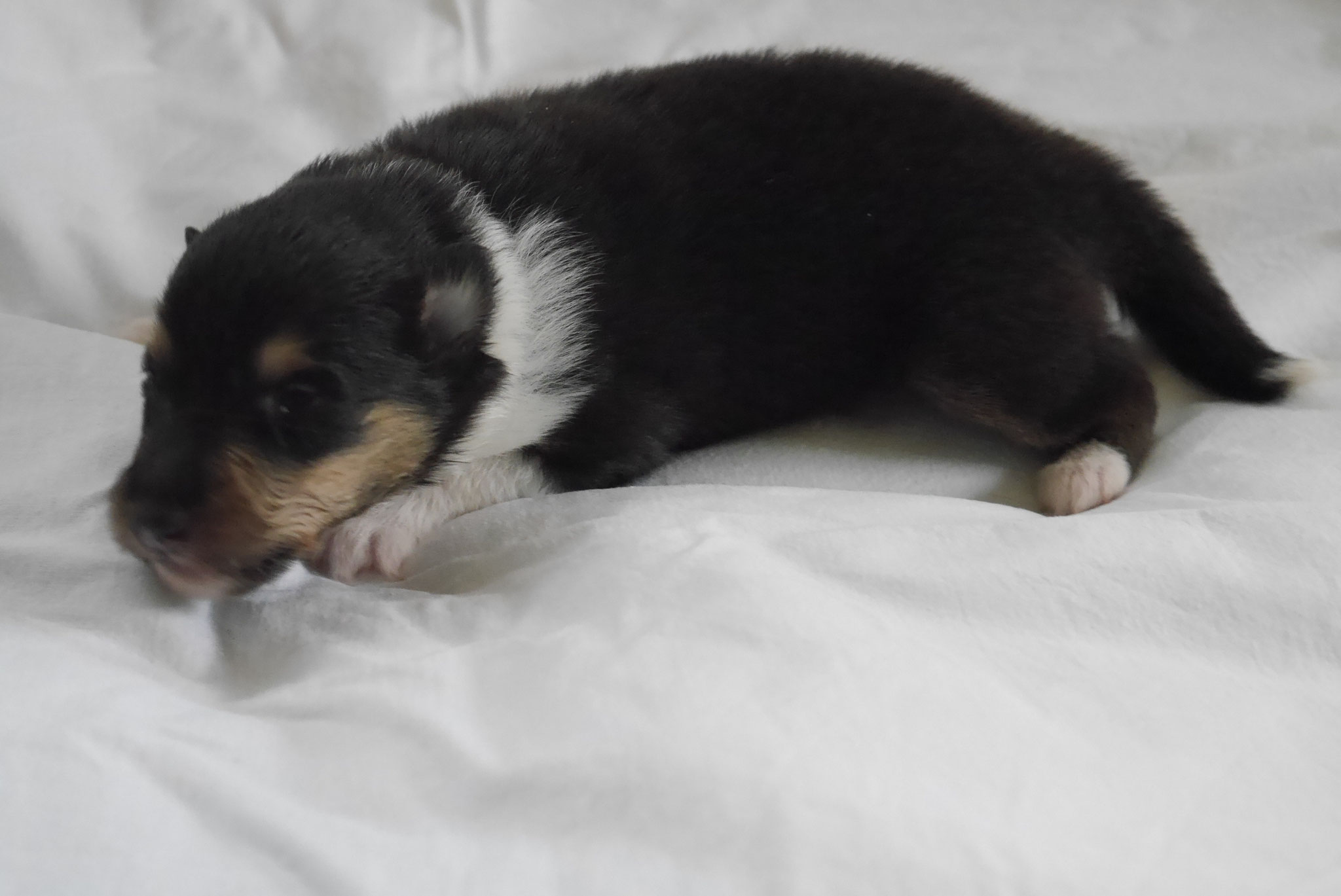 Nelly mit 2 Wochen 