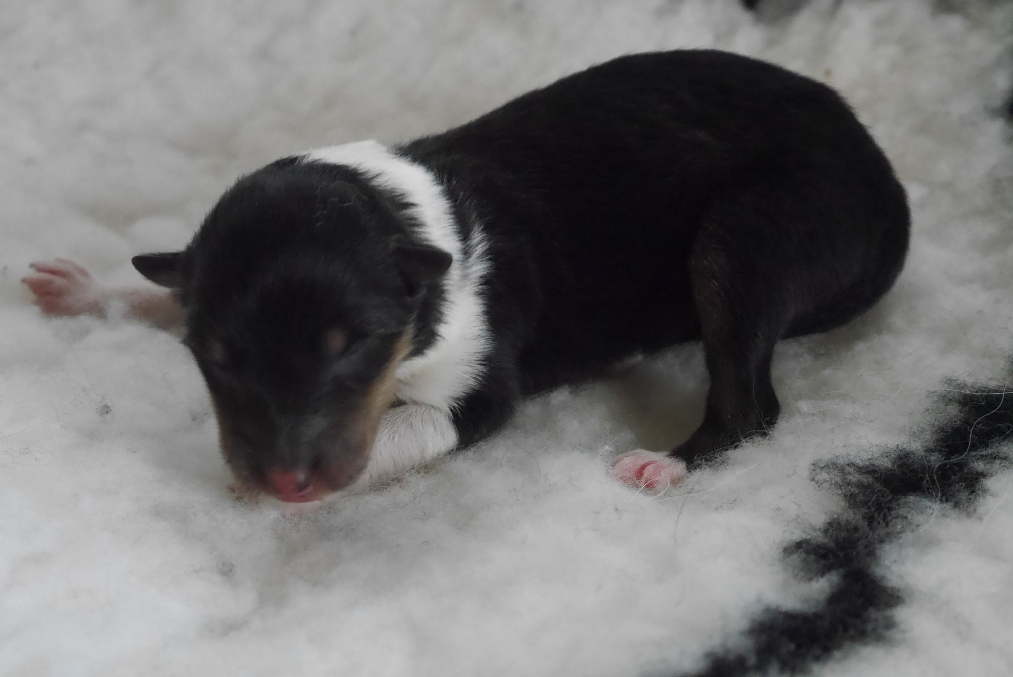 Nala‘s Geburtstag 