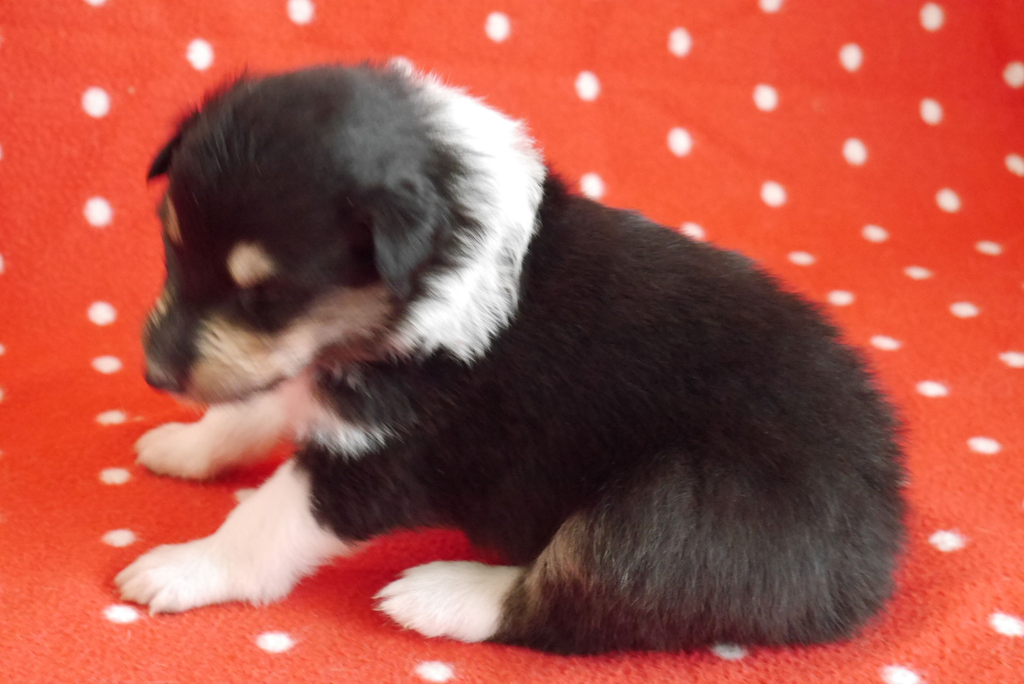 Quaterblack mit 3 Wochen 