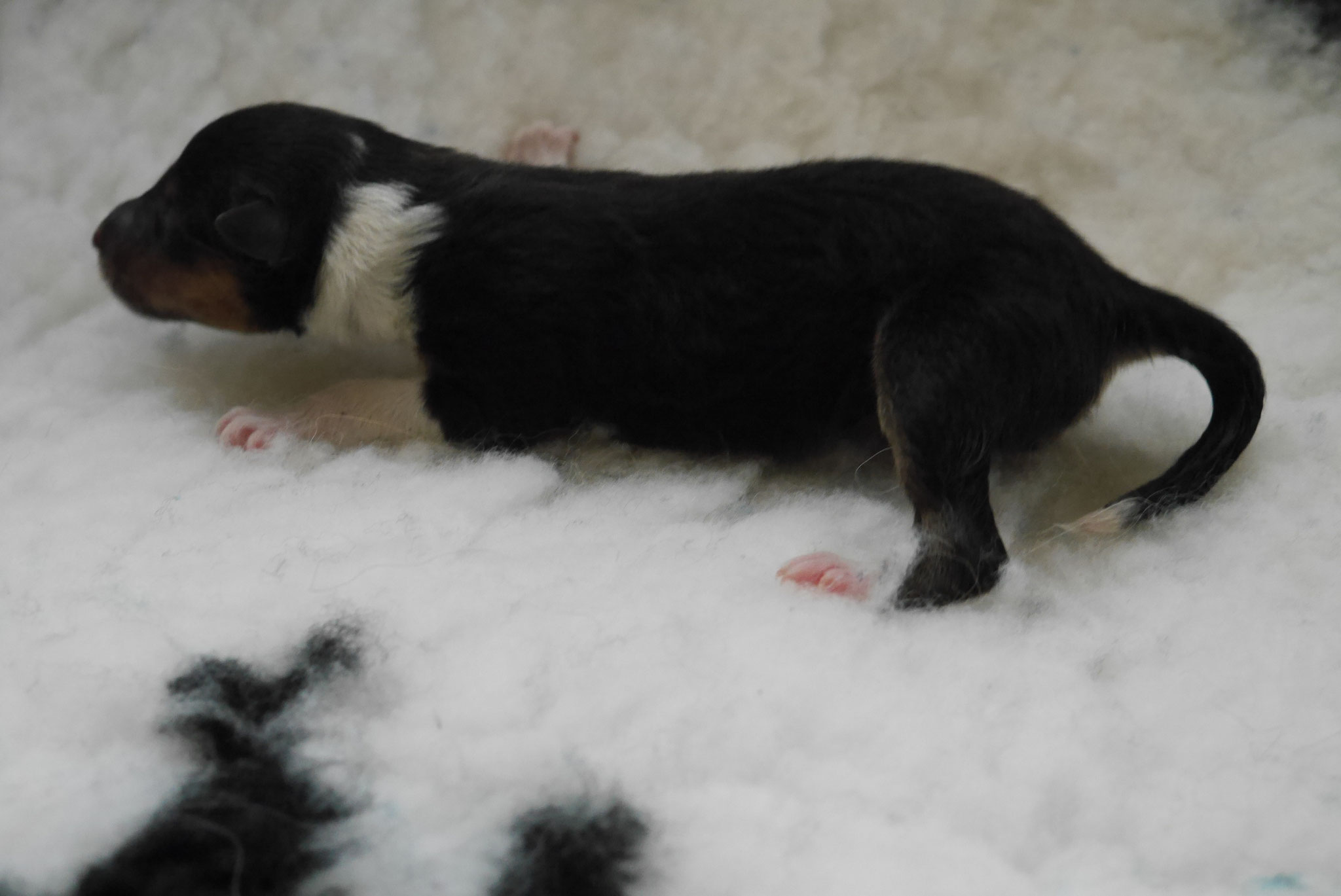 Nelly´s Geburtstag 